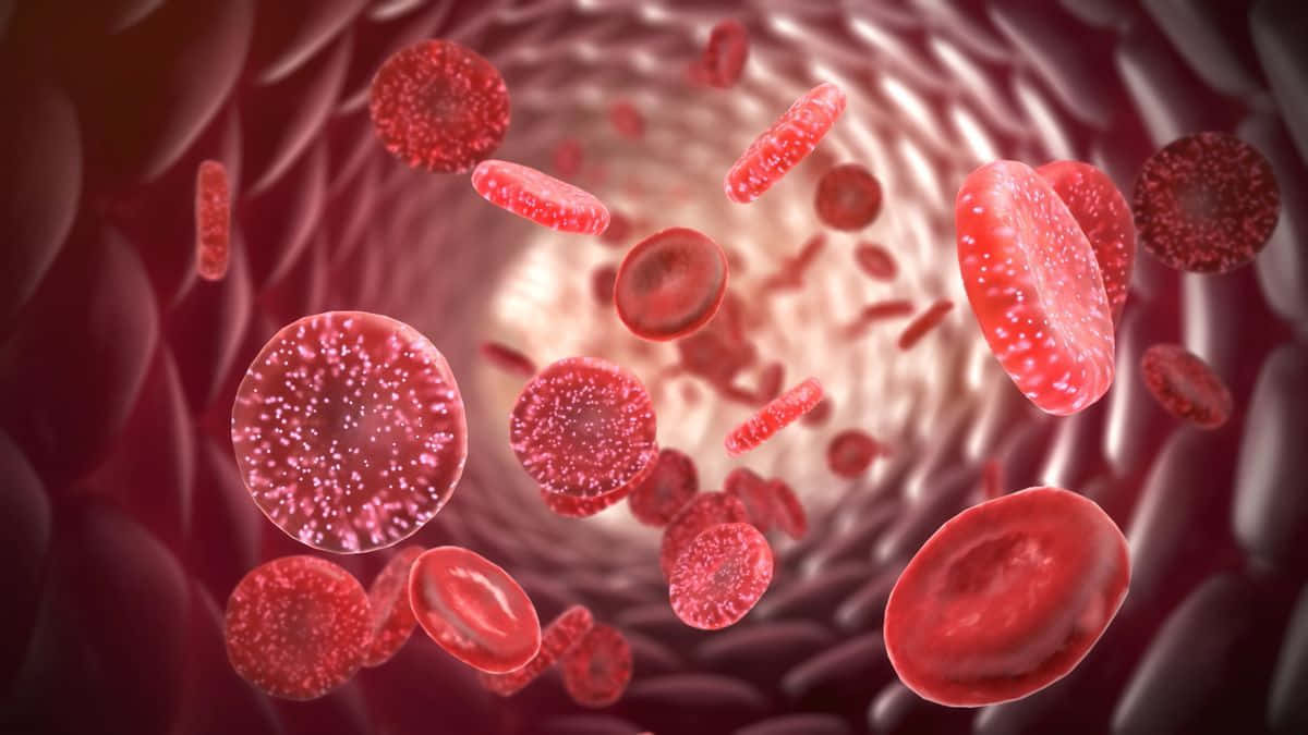 Red Blood Cells 桌布 壁紙 — 紅血球在發光的動脈中流動，呈現生動的醫學3D渲染視圖。