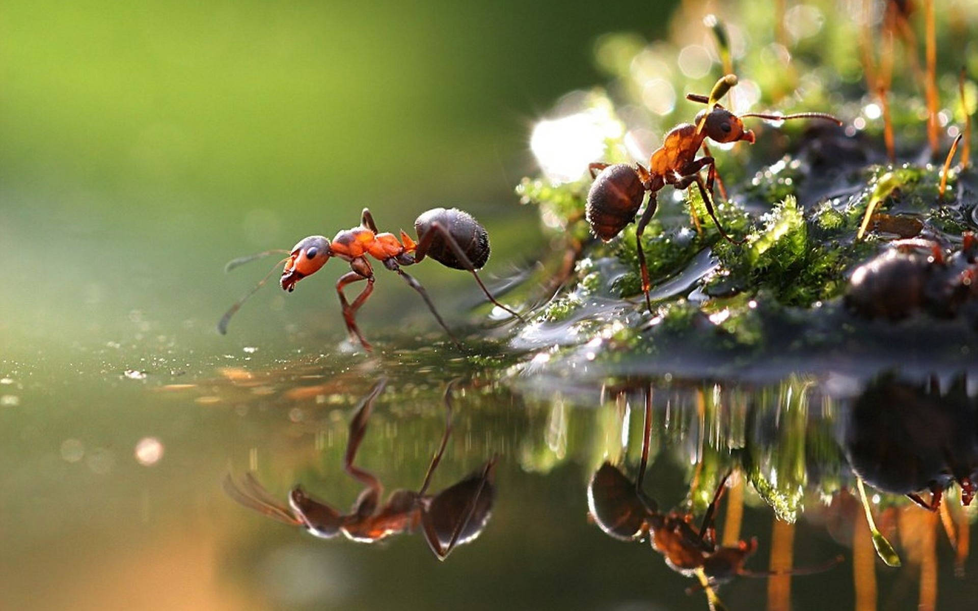 ant 桌布 壁紙 — 紅頭黑身的螞蟻在長滿苔蘚的表面爬行，靠近淺水池的水面映照出牠們的形態。