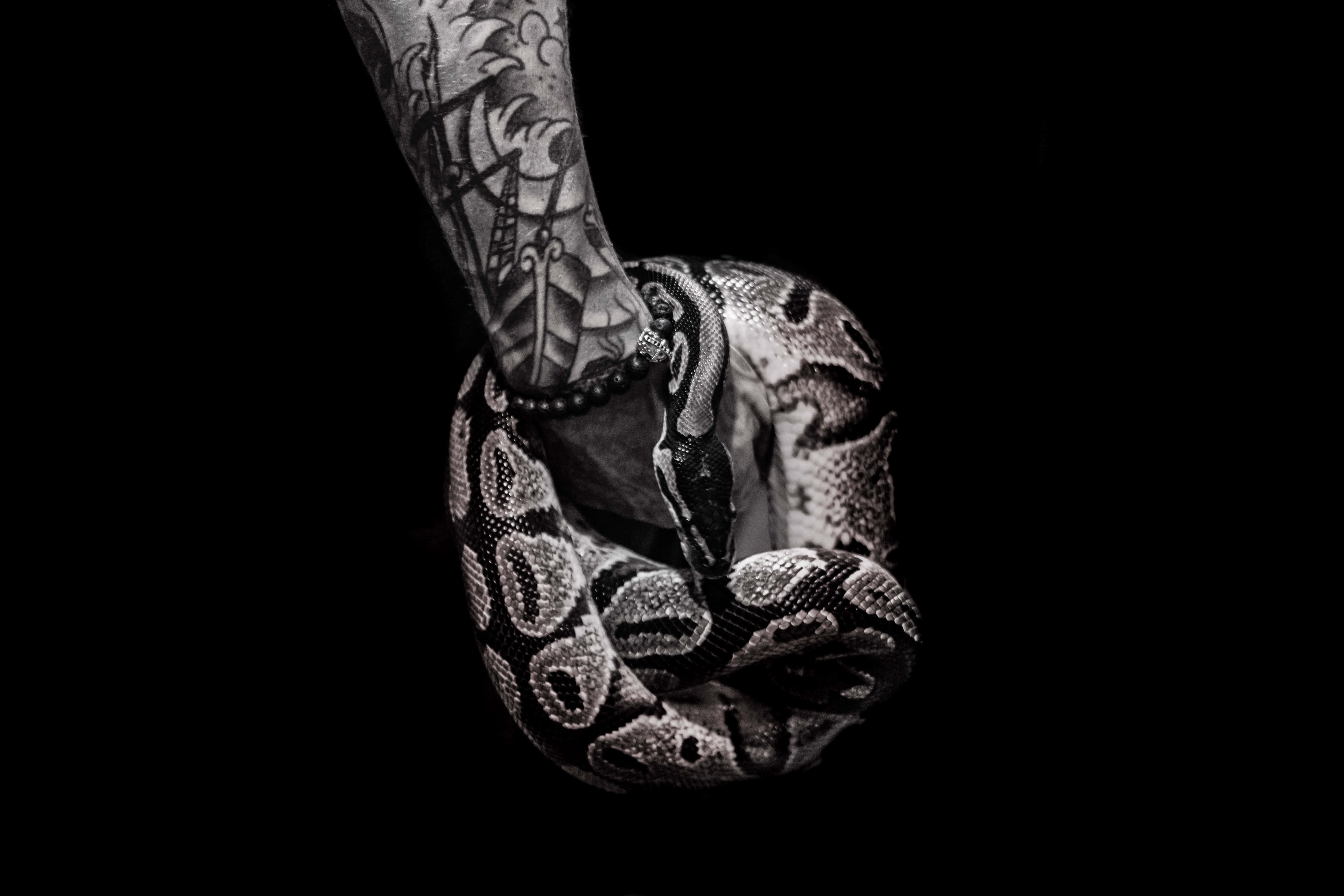 蛇 桌布 壁紙 — 紋身手臂懷抱著一條盤繞的蟒蛇，背景為鮮明的黑色，呈現高對比度的單色效果。