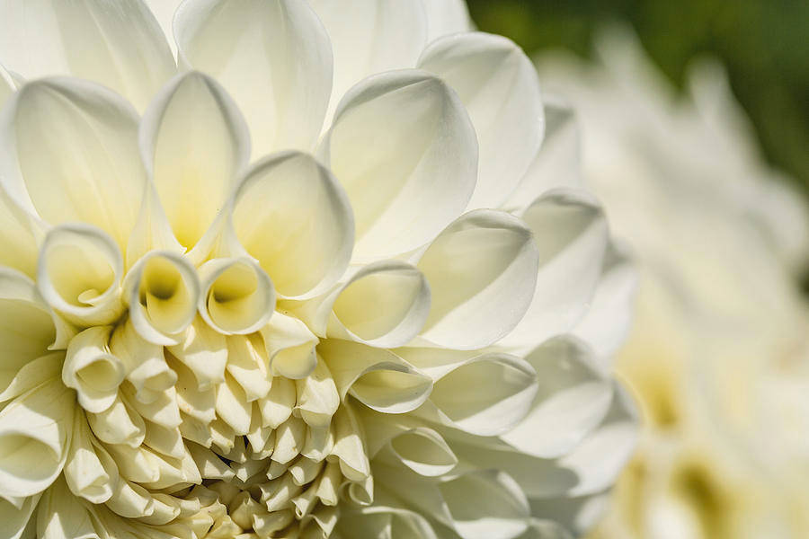 Dahlia 桌布 壁紙 — 純白大理花的特寫，帶有精緻的淡黃色花瓣，在柔和日光中閃耀。