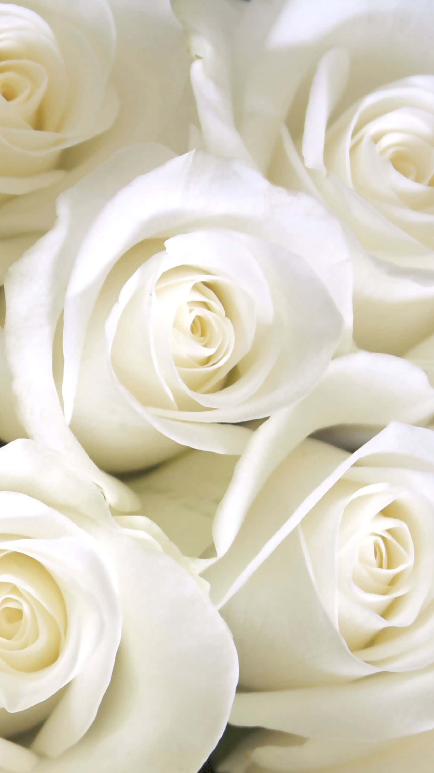 White Rose 桌布 壁紙 — 純白玫瑰的特寫，柔和光線突顯精緻花瓣和溫柔曲線。