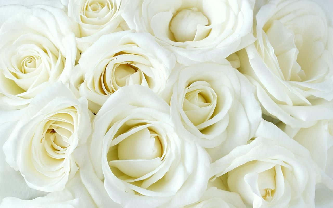 White Rose 桌布 壁紙 — 純白玫瑰的特寫，柔軟的花瓣和輕柔的陰影營造出寧靜的花卉構圖。