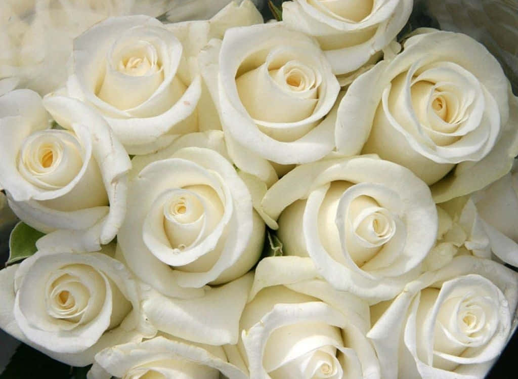 White Rose 桌布 壁紙 — 純白玫瑰的特寫，花瓣柔軟，花心帶有微妙的黃色，組成了豐盛的花束。
