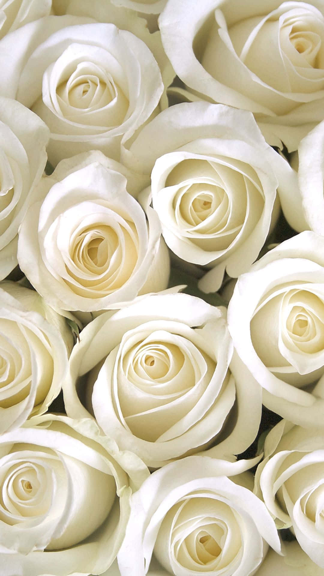 White Rose 桌布 壁紙 — 純白玫瑰的特寫，花瓣柔軟，陰影柔和，營造出寧靜的花卉構圖。