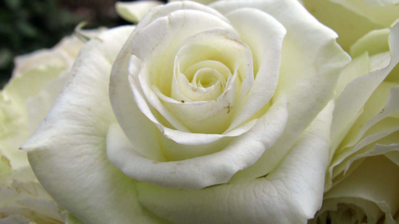 1366x768 Roses 桌布 壁紙 — 純白玫瑰的特寫，花瓣細膩，以完美的螺旋對稱展開。