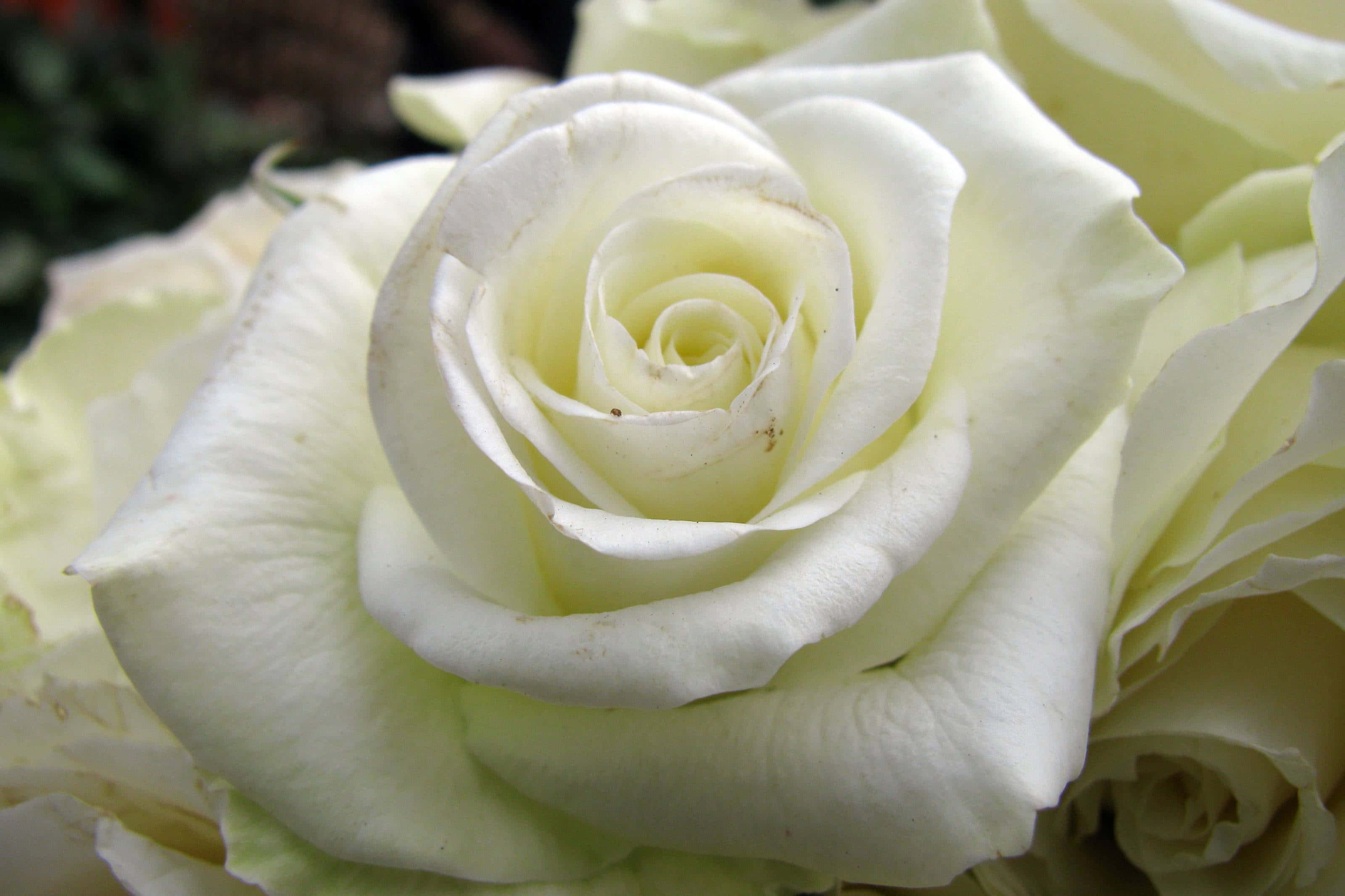 Roses 桌布 壁紙 — 純白玫瑰的近距離特寫，花瓣細膩，以完美的螺旋對稱展開。