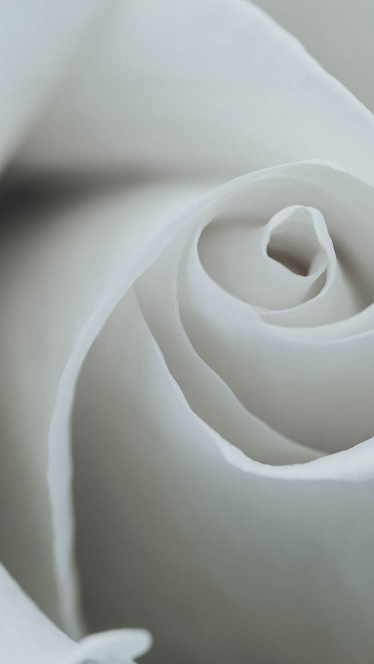 Rose Aesthetic 桌布 壁紙 — 純白玫瑰花蕾的特寫，帶有柔和漸變和精緻的花瓣層。