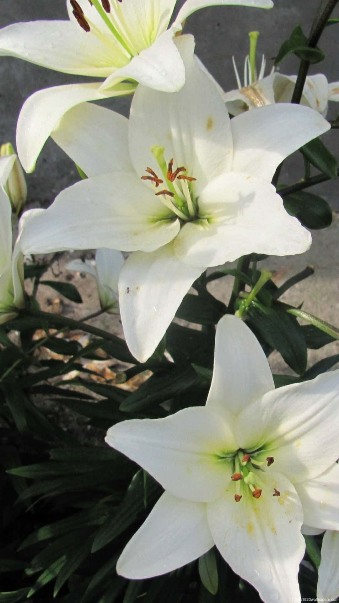 lily 桌布 壁紙 — 純白百合特寫，綠色莖幹和棕色雄蕊，襯托深色葉片。