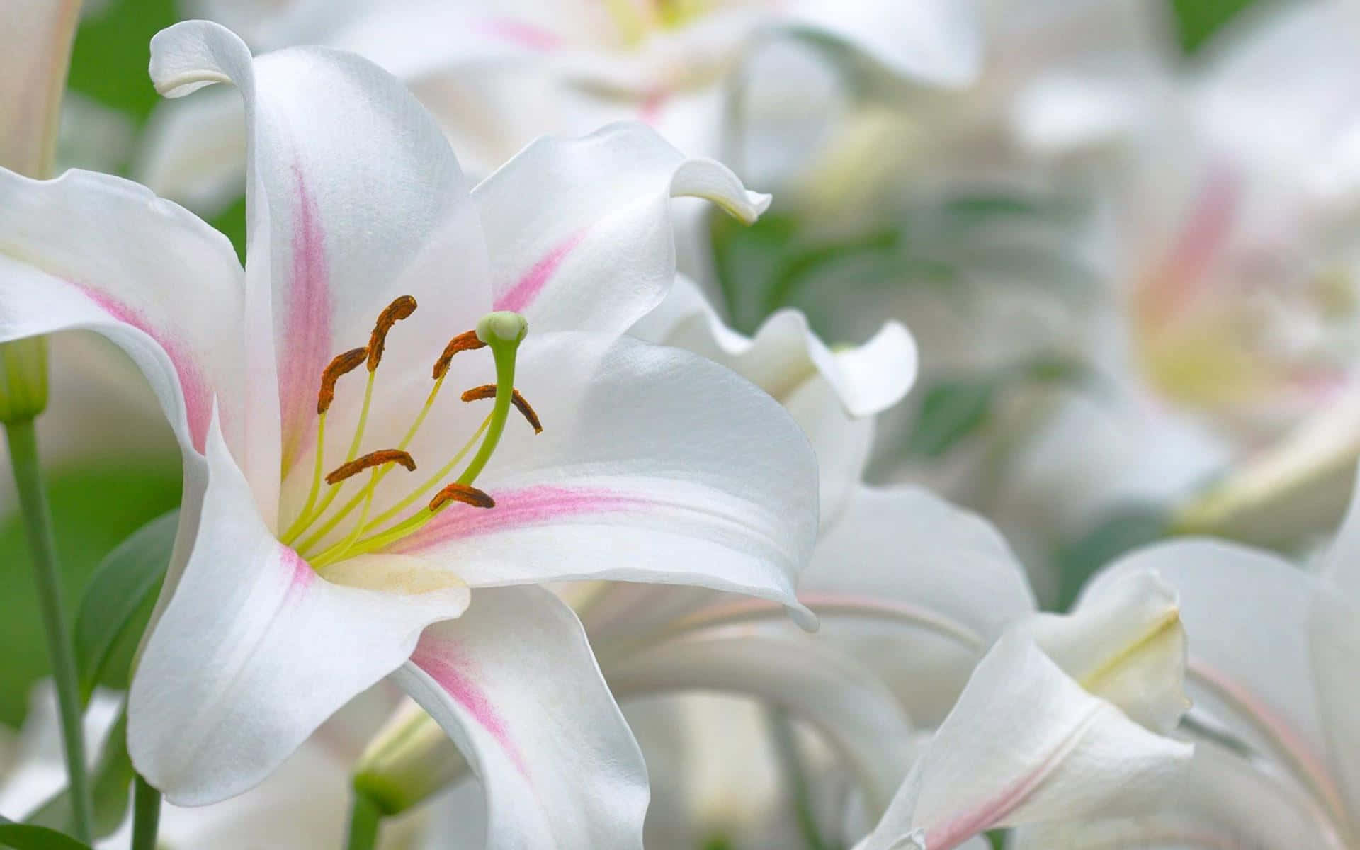 lily 桌布 壁紙 — 純白百合的微距特寫，帶有細膩的粉紅色條紋和柔和日光下閃爍的鮮豔雄蕊。