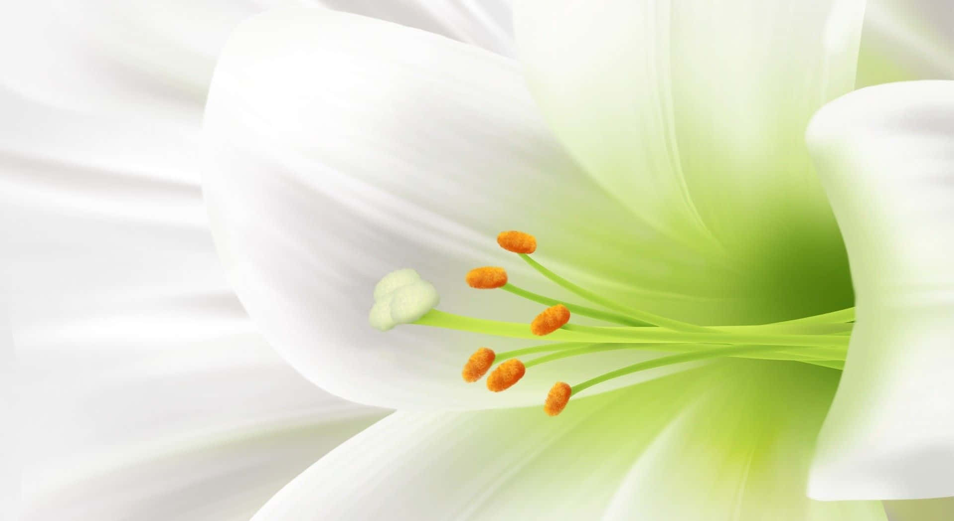 lily 桌布 壁紙 — 純白百合的特寫，帶有充滿活力的綠色雌蕊和橙色雄蕊，在模糊的白色背景上柔和地發光。