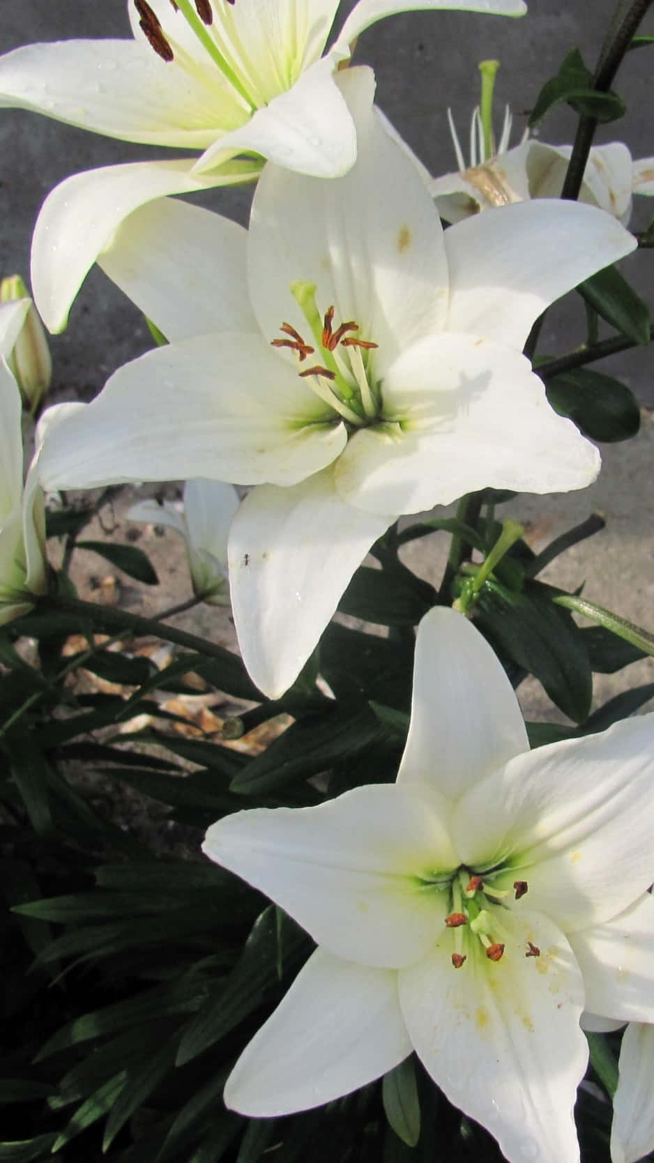 白色 桌布 壁紙 — 純白百合的特寫，帶有綠色花心和深綠色葉子，背景為模糊的灰色。