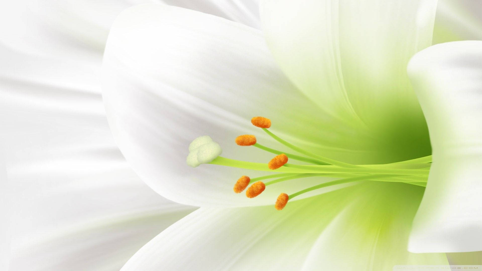 lily 桌布 壁紙 — 純白百合的特寫，帶有鮮綠色雌蕊和橙色雄蕊，在模糊背景下柔和發光。
