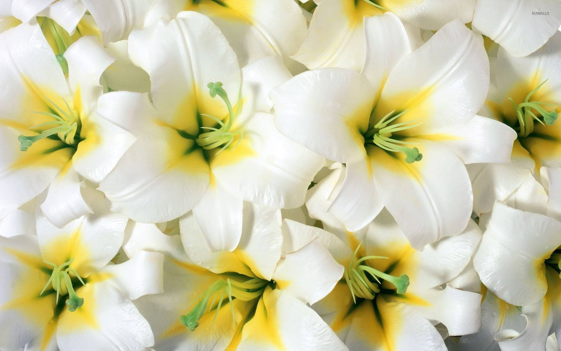 lily 桌布 壁紙 — 純白百合的特寫，帶有鮮黃色花心和綠色雄蕊，在柔和自然光下拍攝。