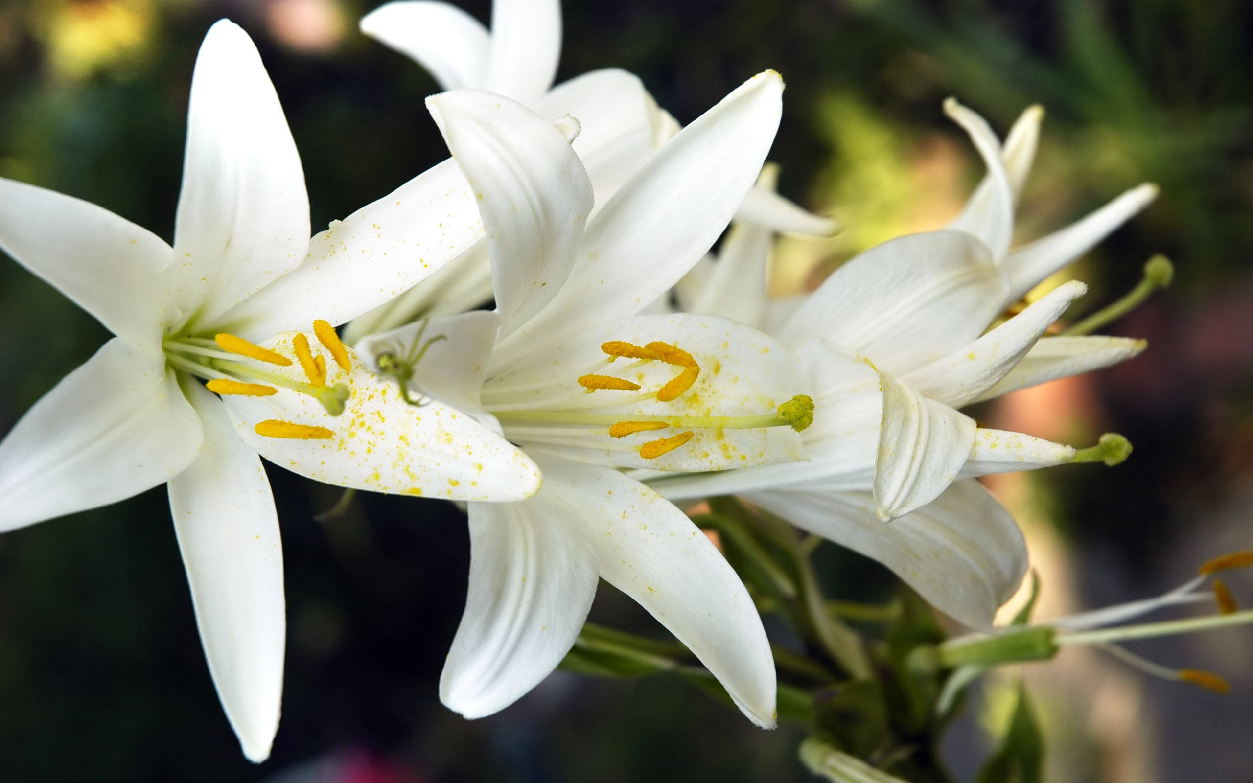 lily 桌布 壁紙 — 純白百合的特寫，帶有鮮黃色雄蕊，背景是柔和模糊的綠色。
