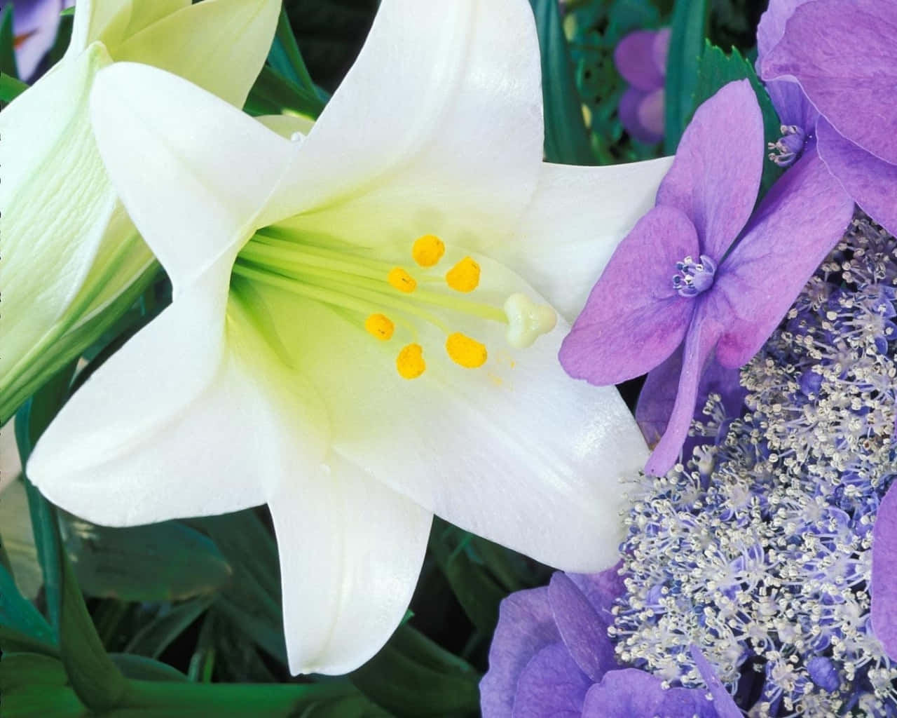 lily 桌布 壁紙 — 純白百合的特寫，帶有黃色雄蕊，旁邊是鮮豔的紫色繡球花，背景是茂密的綠色樹葉。
