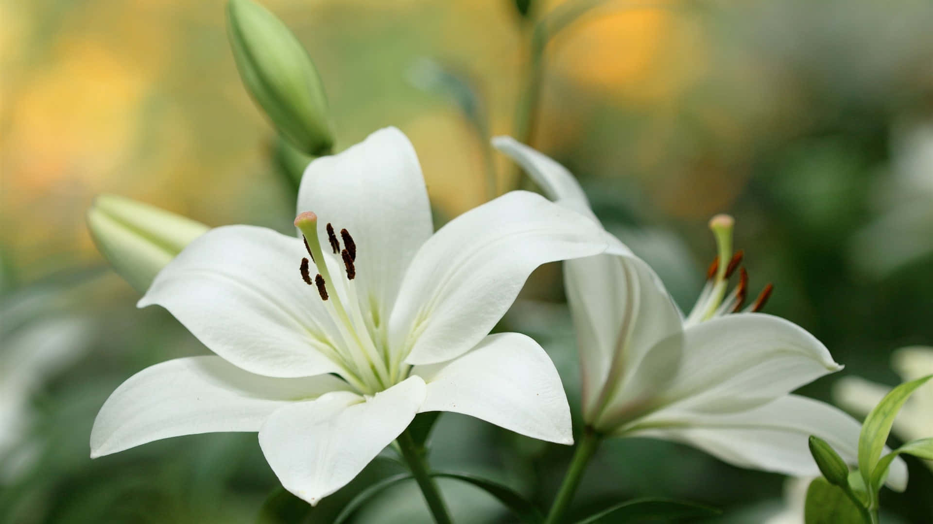 白色 桌布 壁紙 — 純白百合的特寫，花瓣精緻，雄蕊深色，背景是柔和模糊的綠色和黃色。