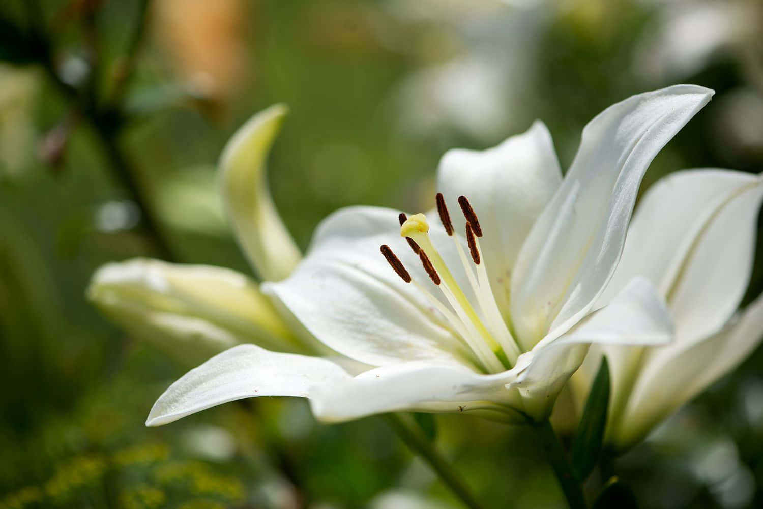 花 桌布 壁紙 — 純白百合的特寫，花瓣精緻，雄蕊深色，背景是柔和的綠色模糊。