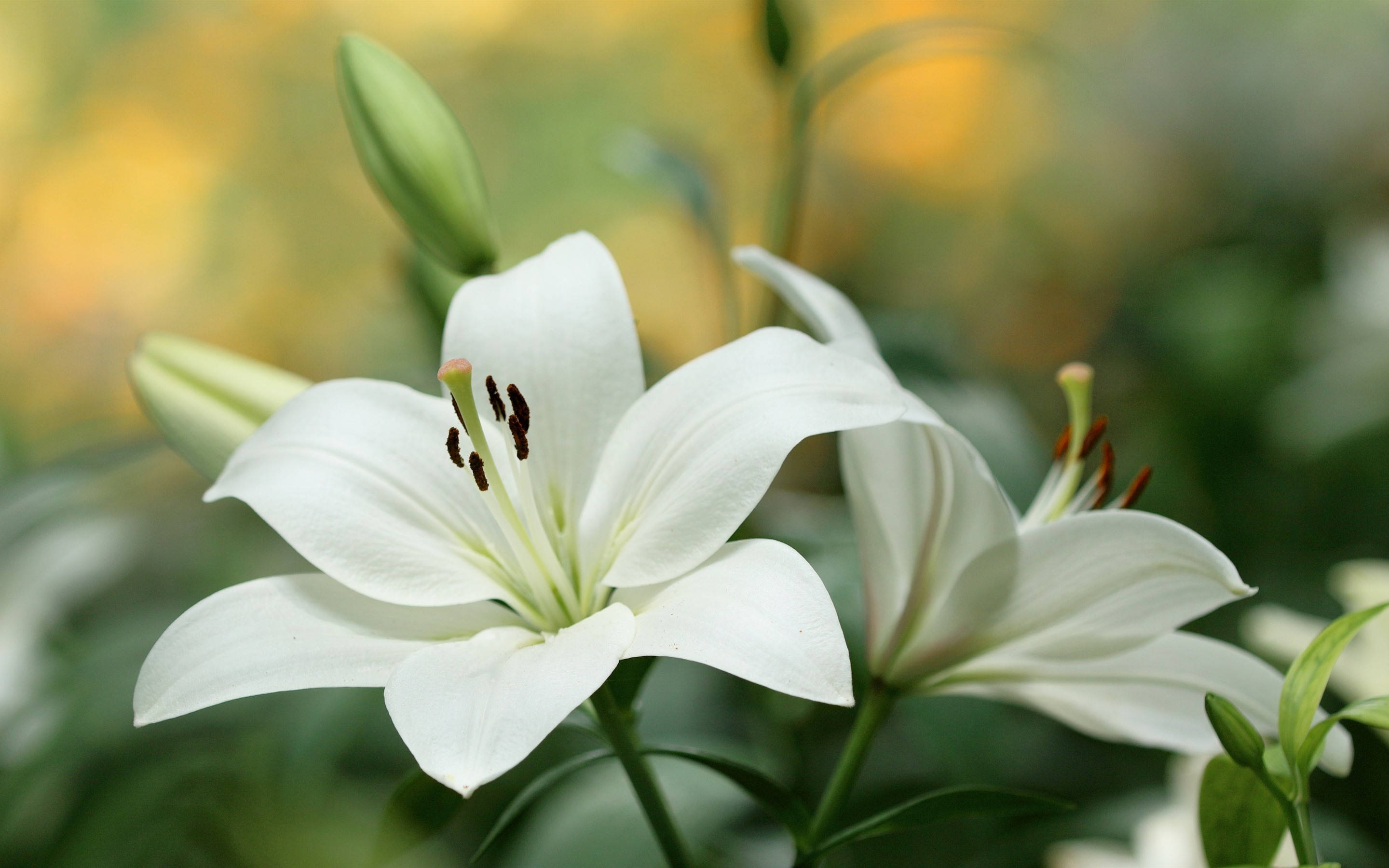 lily 桌布 壁紙 — 純白百合的特寫，花瓣精緻，雄蕊深色，背景是柔和模糊的綠色和黃色。