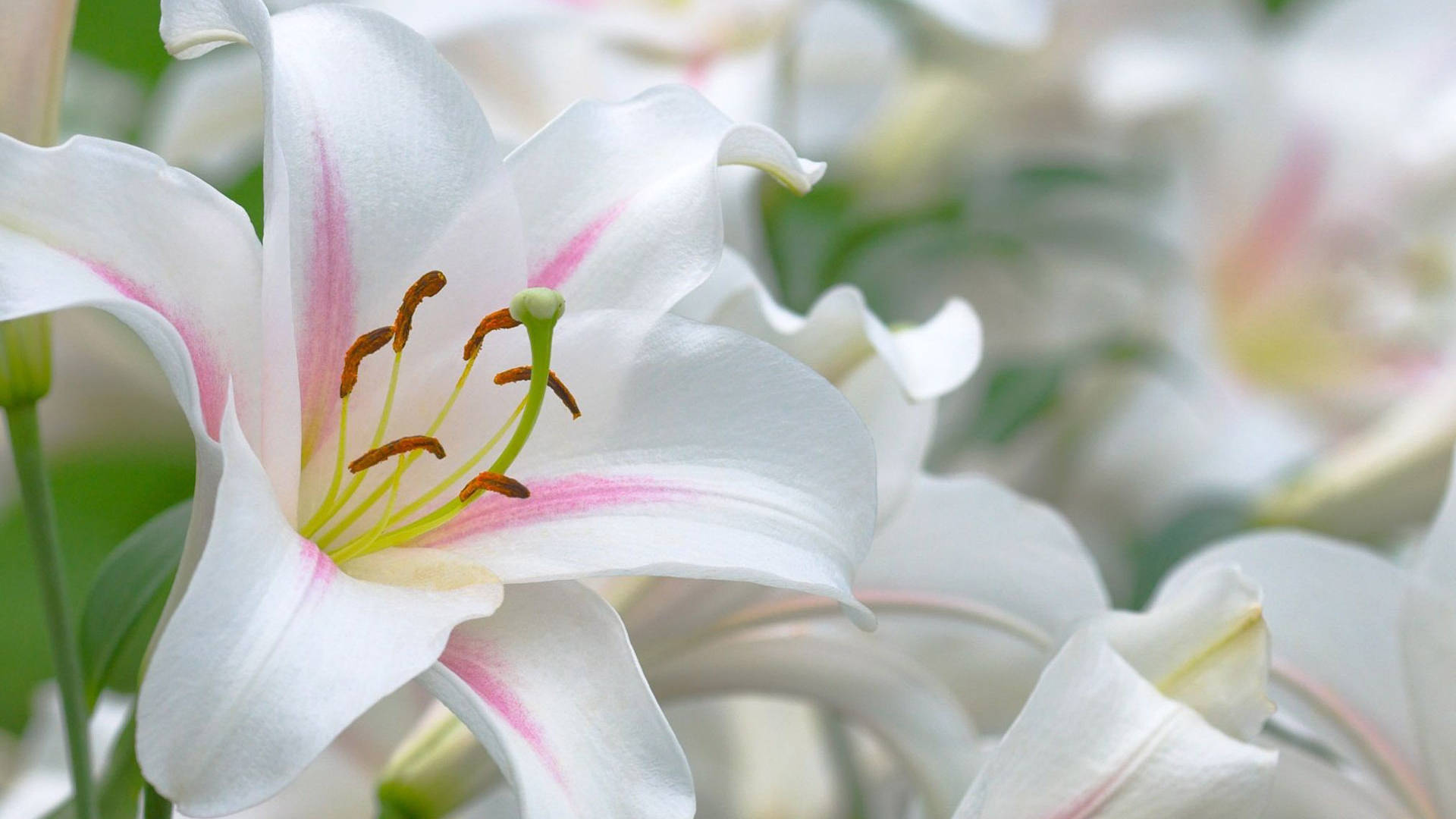 lily 桌布 壁紙 — 純白百合的近距離特寫，帶有精緻的粉紅色條紋和充滿活力的雄蕊，在柔和日光下閃耀。