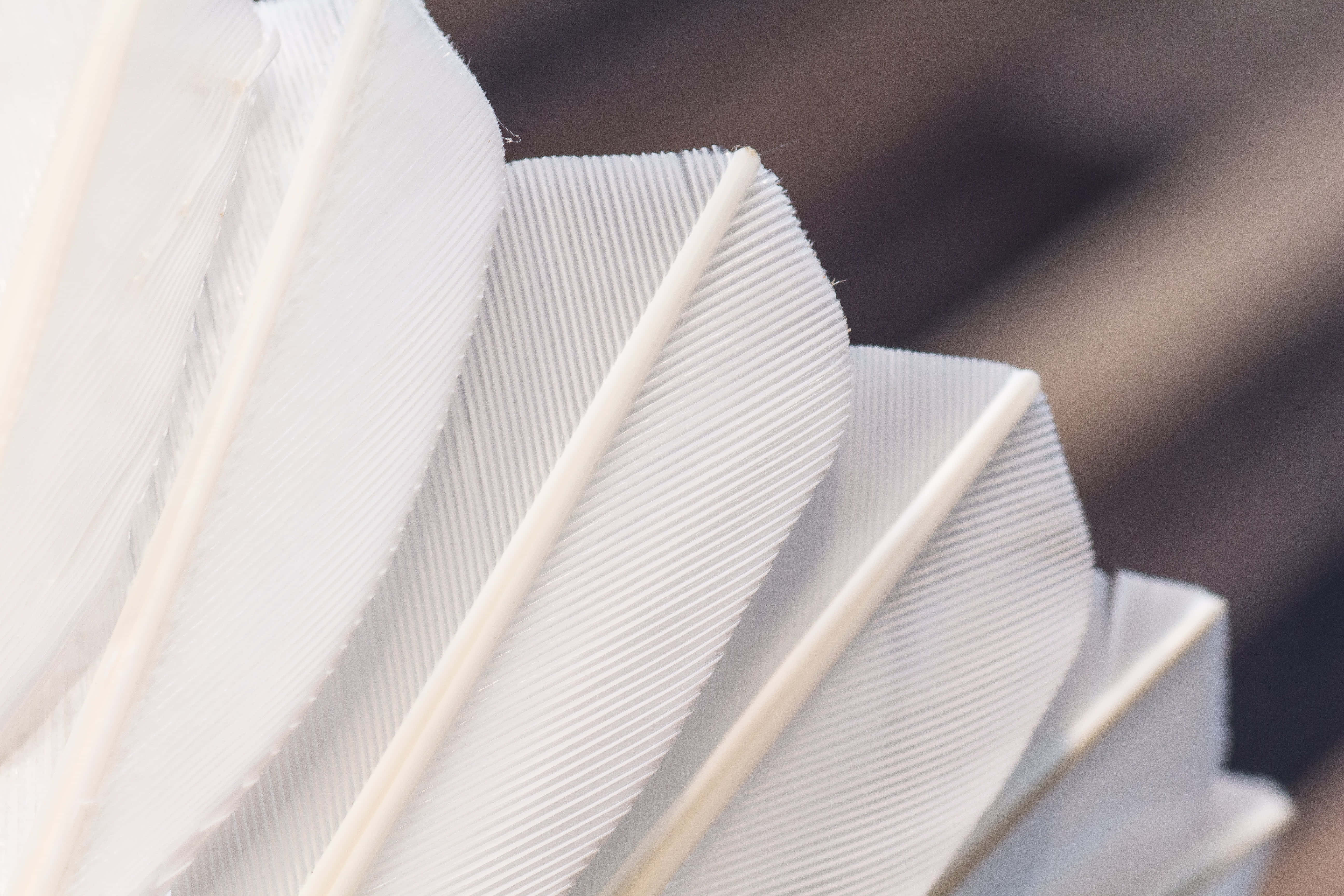 Badminton 桌布 壁紙 — 純白羽毛的特寫，帶有精緻的羽枝和柔軟自然質感。
