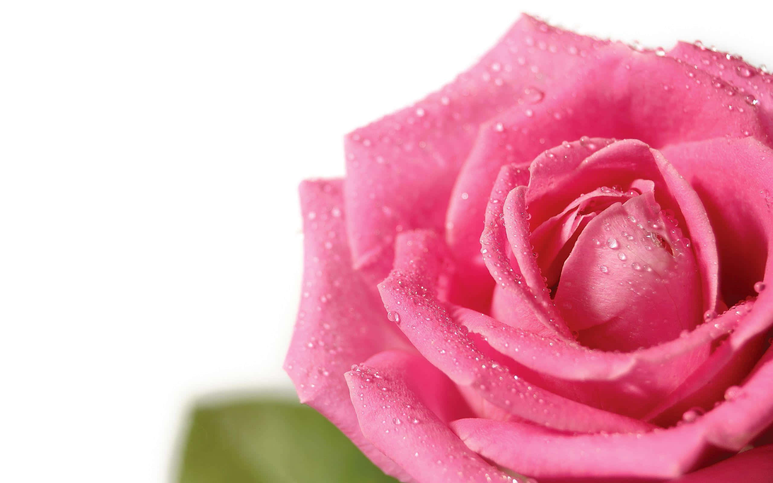 Pink Rose 桌布 壁紙 — 純白背景上，一朵鮮豔粉紅玫瑰的特寫，花瓣上閃爍著露珠。