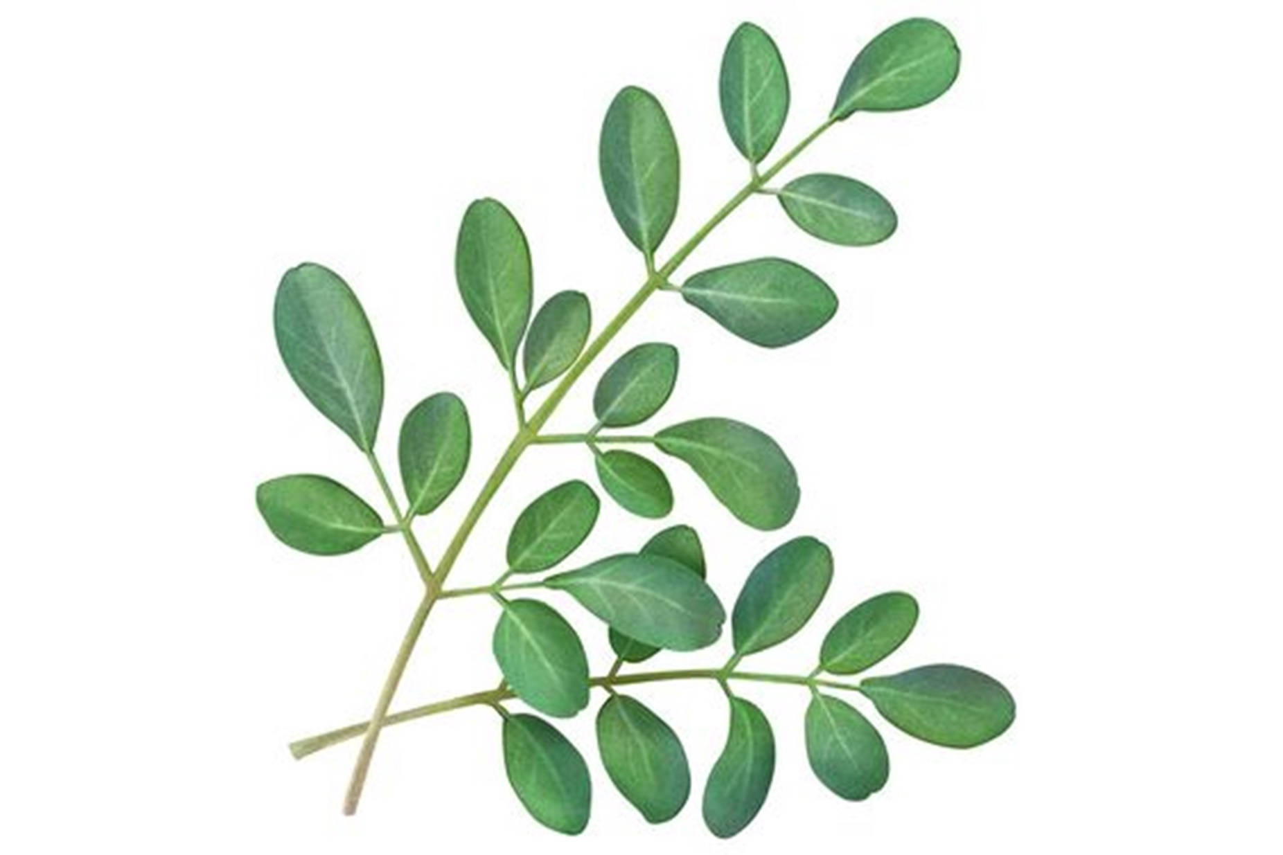 葉子 桌布 壁紙 — 純白背景上，一條精緻的樹枝，長滿鮮綠色的葉子，葉片呈光滑橢圓形，帶有細微的葉脈。