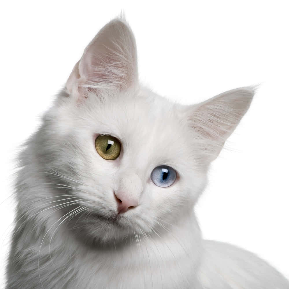 Turkish Angora 桌布 壁紙 — 純白背景上，一隻毛茸茸的白貓，有一隻綠眼和一隻藍眼的特寫。