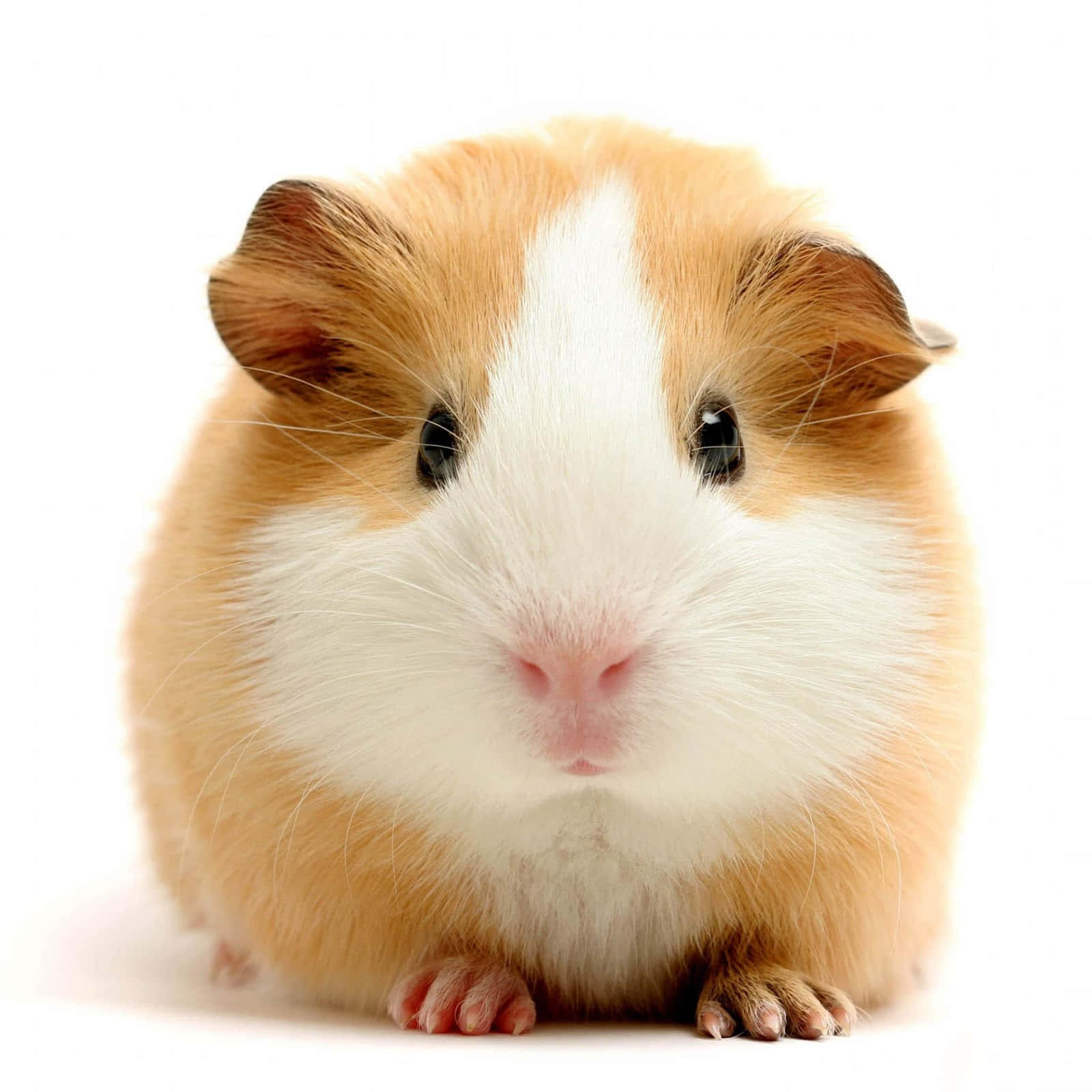 Cute Guinea Pig 桌布 壁紙 — 純白背景前，一隻毛茸茸的橙白色天竺鼠，深色眼睛直視鏡頭的特寫。