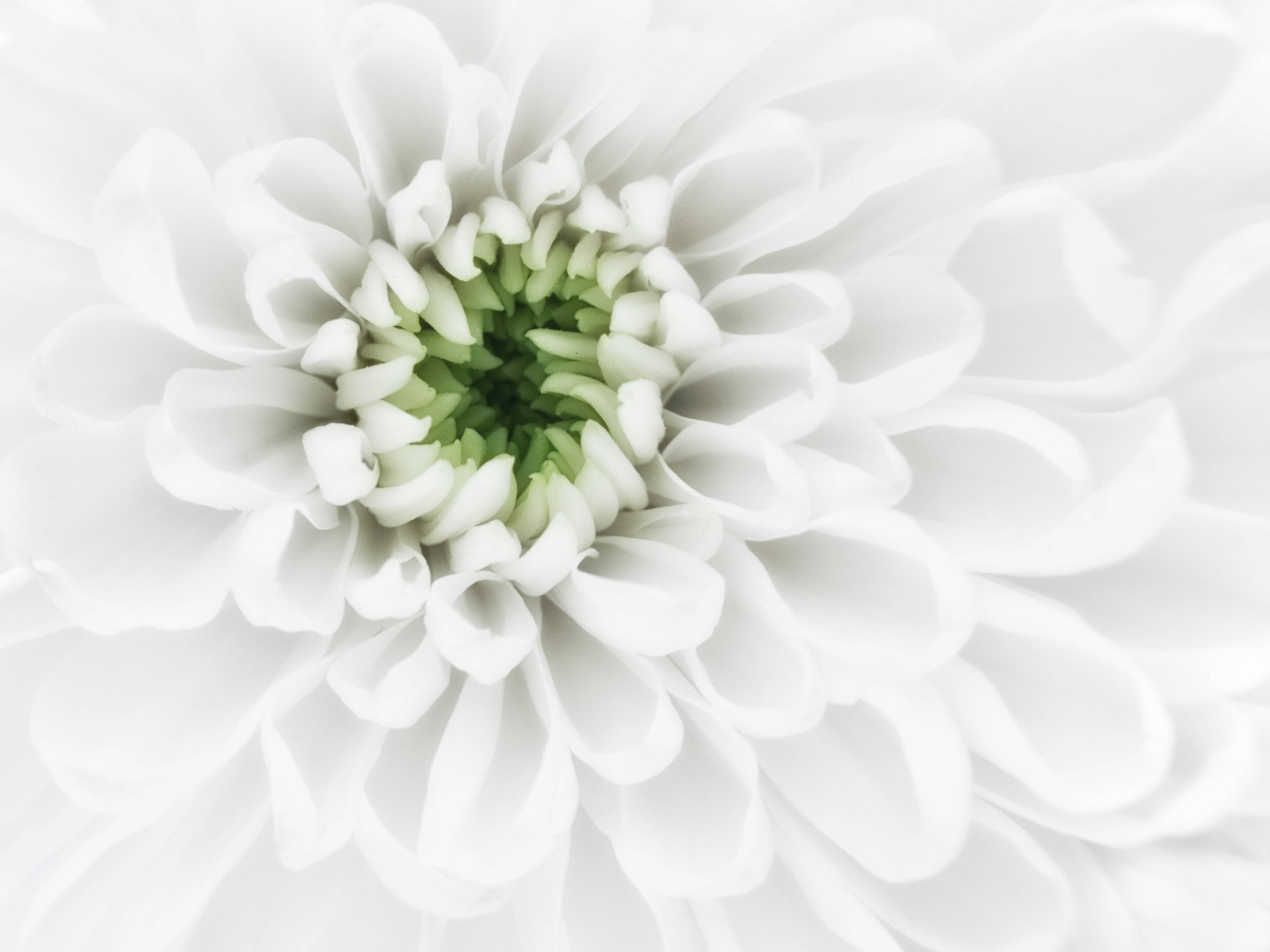 Chrysanthemum 桌布 壁紙 — 純白菊花的特寫，有柔軟的層層花瓣和淡綠色花心。