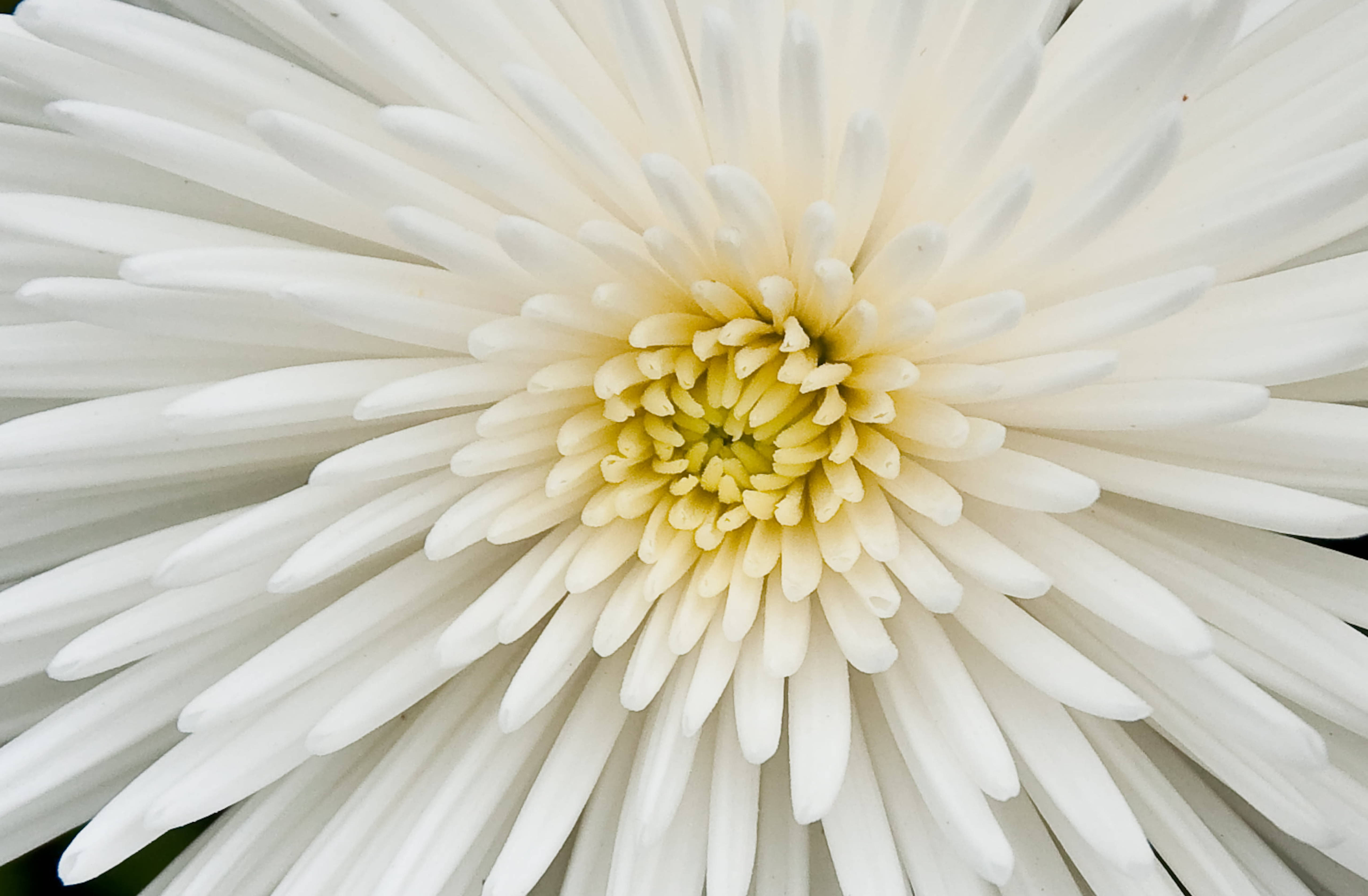 Chrysanthemum 桌布 壁紙 — 純白菊花的特寫，細緻花瓣從柔和黃色中心散開。