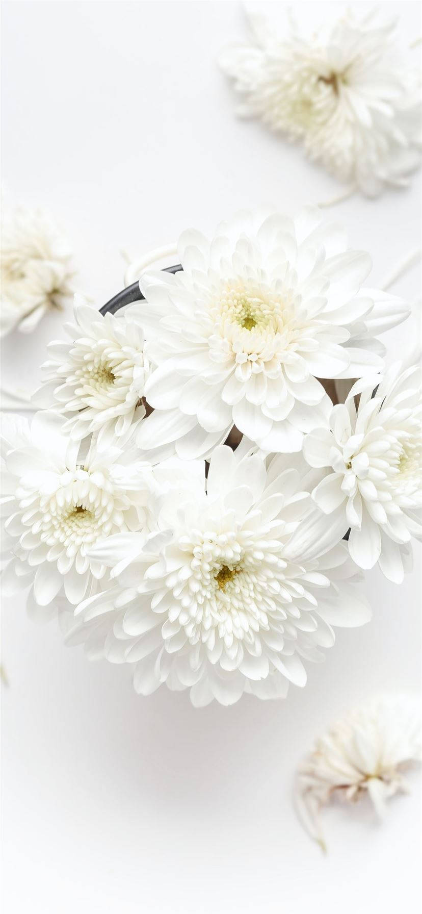 White iPhone 桌布 壁紙 — 純白菊花精緻地插在深色花瓶中，襯以潔白背景。