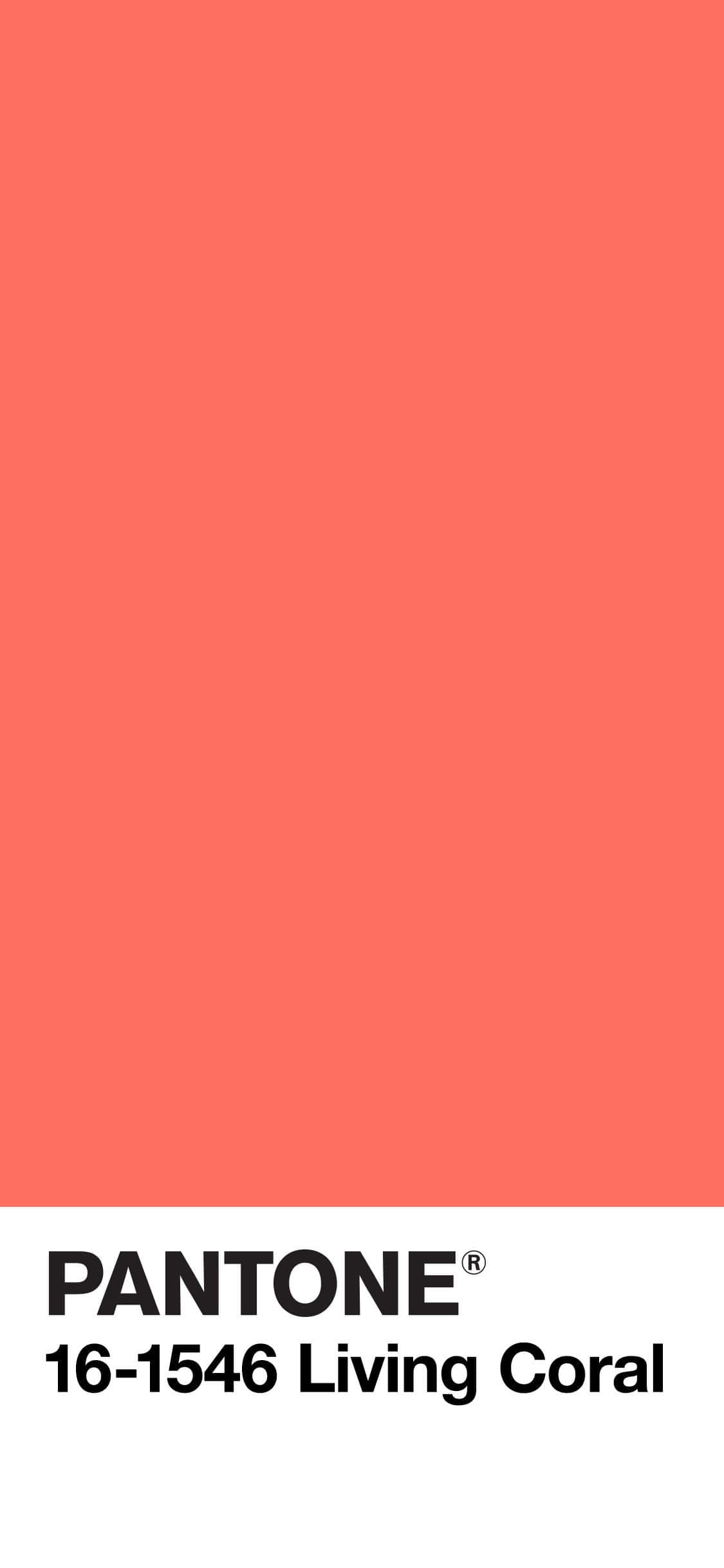 coral 桌布 壁紙 — 純色Pantone Living Coral色票，黑色文字標示色調16-1546。