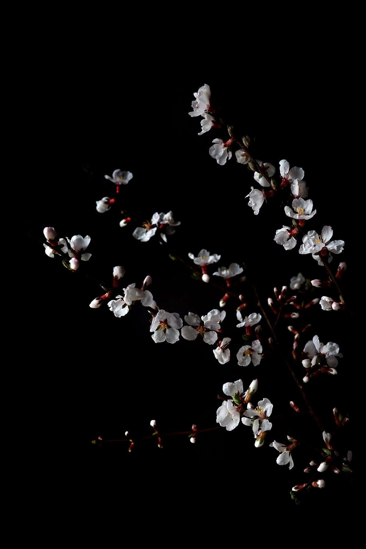 桌布 壁紙 — 純黑背景下，纖細枝條上盛開著帶有粉紅花蕾的嬌嫩白花。