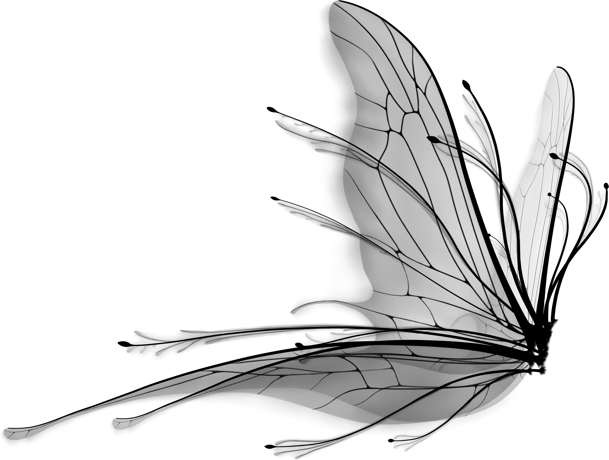 Butterfly Outline 桌布 壁紙 — 純黑色背景，沒有可見的元素或紋理。