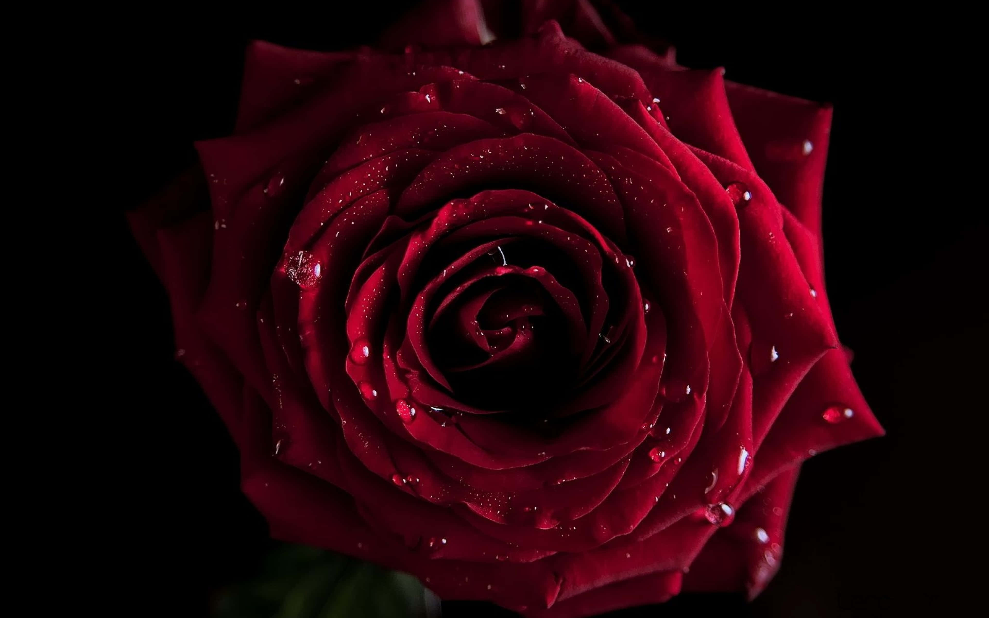 Roses 桌布 壁紙 — 純黑色背景上，一朵深紅色玫瑰的特寫，帶有閃閃發光的水滴。