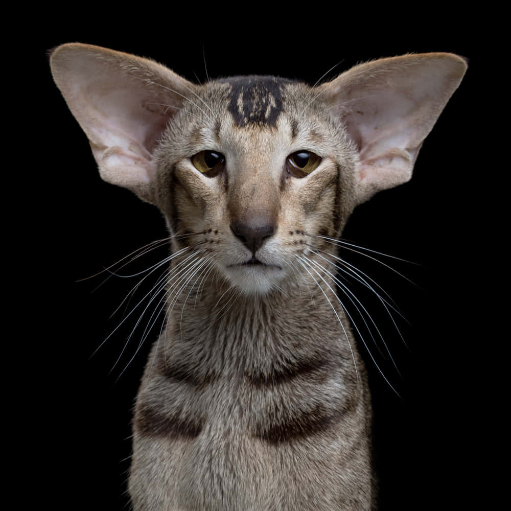 Oriental Shorthair 桌布 壁紙 — 純黑色背景上，一隻大耳、眼睛引人注目的東方貓特寫。