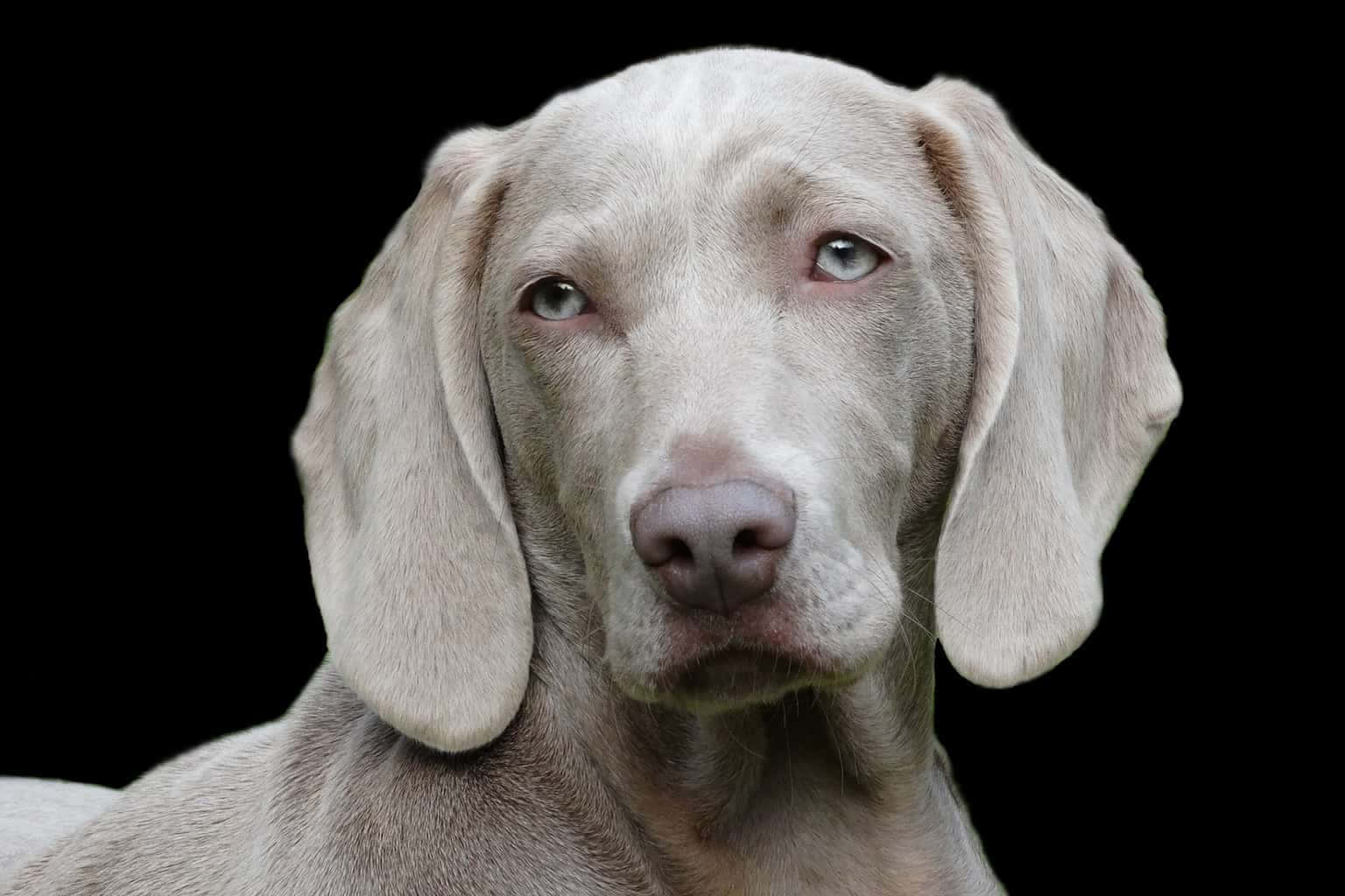 Weimaraner 桌布 壁紙 — 純黑色背景上，一隻寧靜的威瑪獵犬的特寫肖像，擁有引人注目的灰色眼睛。
