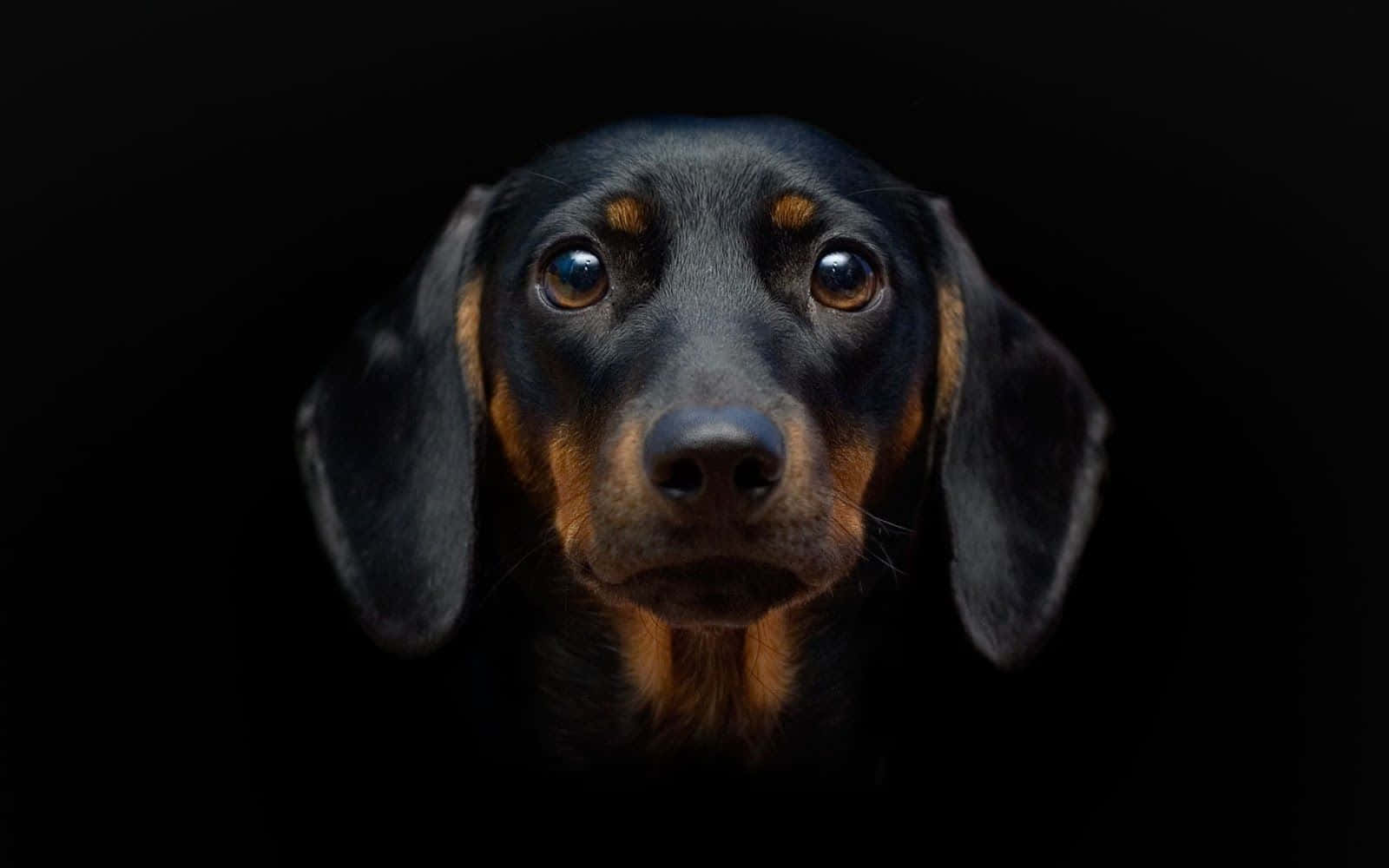 dachshund 桌布 壁紙 — 純黑色背景上，一隻黑褐色臘腸犬的臉部特寫，散發著溫暖的眼神。