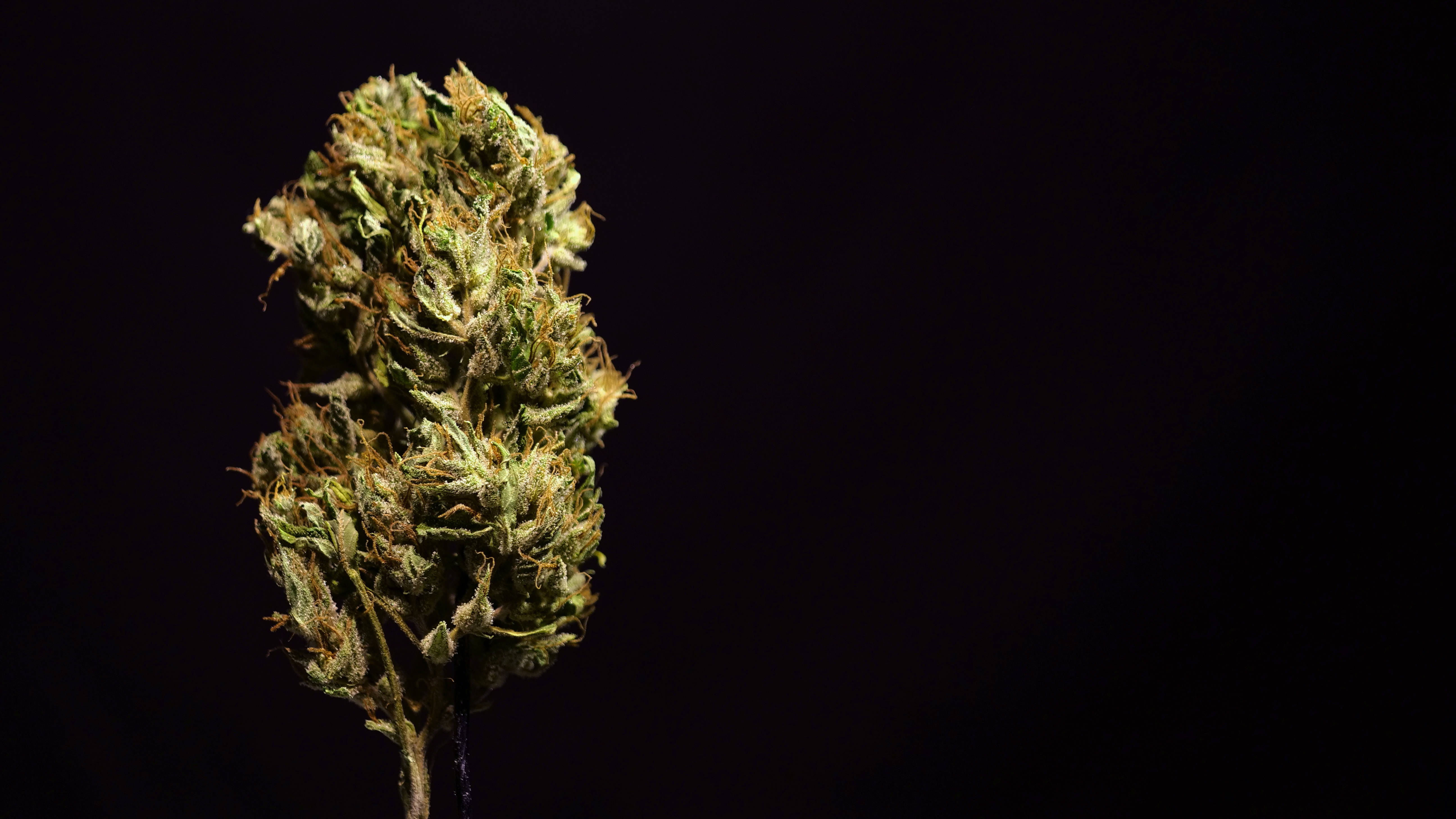 大麻 桌布 壁紙 — 純黑色背景上，帶有琥珀色毛狀體的密集綠色大麻花蕾特寫。