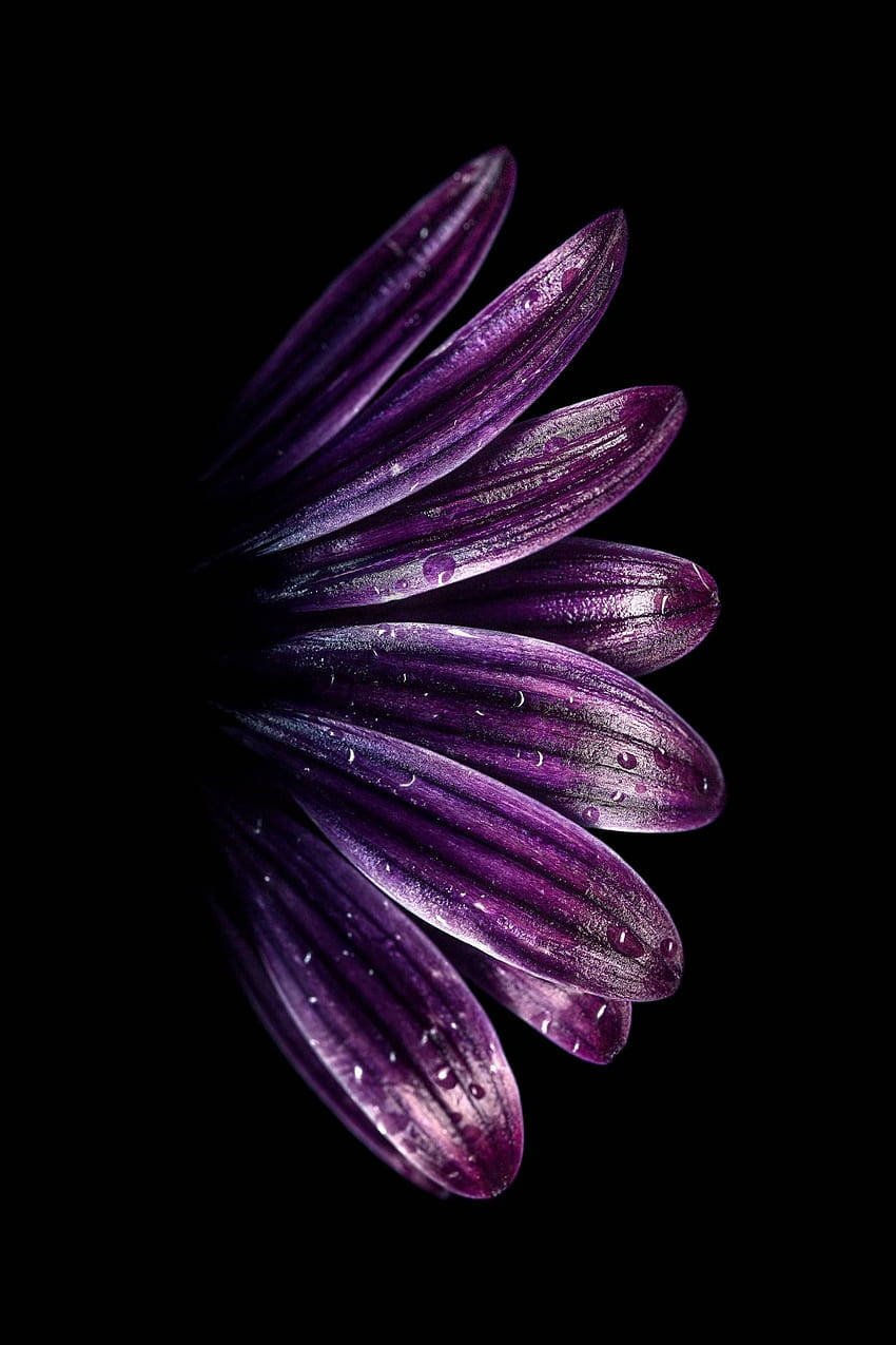 三星 桌布 壁紙 — 純黑色背景上，帶有閃爍露珠的鮮豔紫色花瓣特寫。