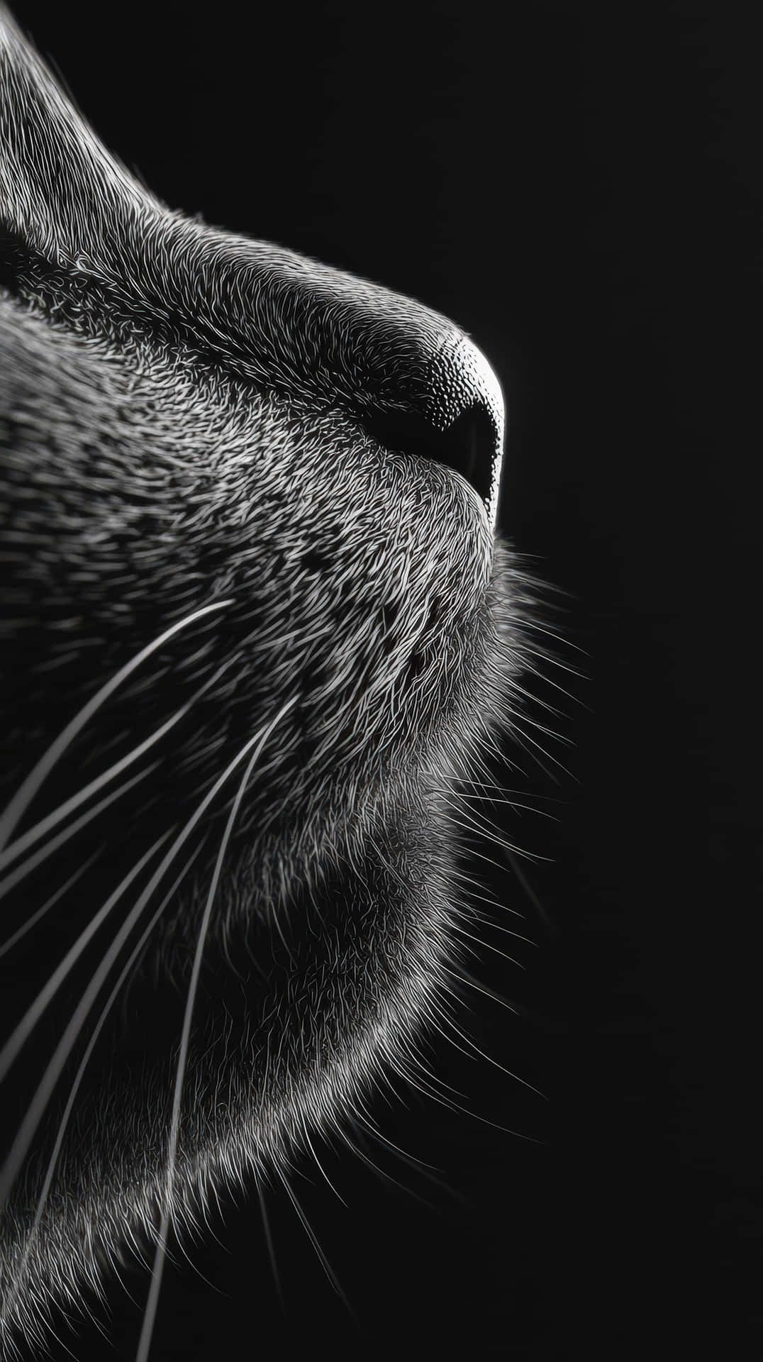 Dramatic black and white close-up of a cat's nose and whiskers 壁紙 — 純黑色背景上，貓的鼻子和鬍鬚的高對比度黑白特寫。