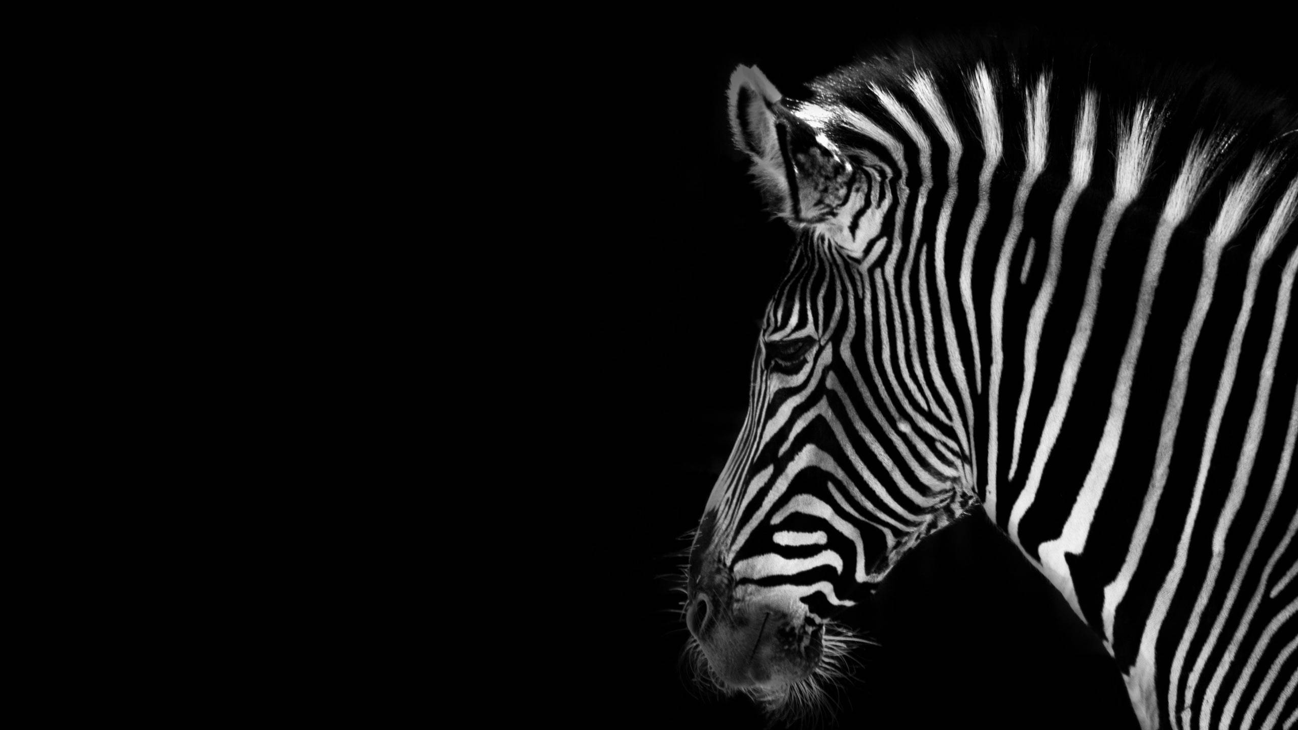 Zebra 桌布 壁紙 — 純黑色背景上斑馬頭部側面的黑白特寫，效果引人注目。