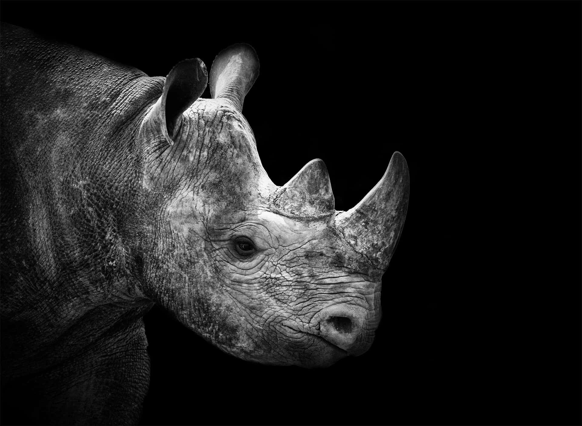rhino 桌布 壁紙 — 純黑色背景上犀牛頭部的戲劇性黑白特寫，突出其紋理皮膚和強有力的角。
