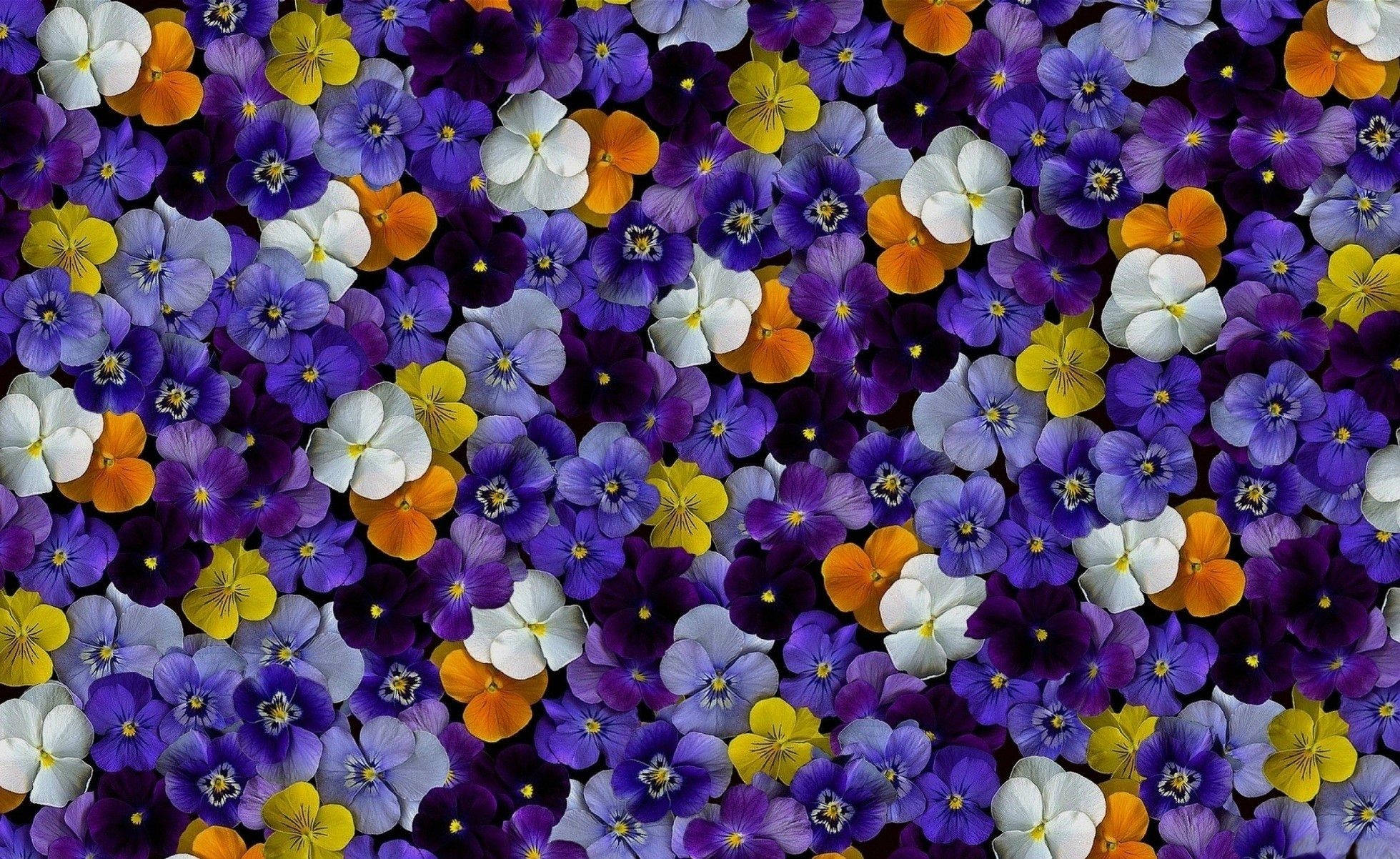 Pansy 桌布 壁紙 — 紫、黃、白三色三色堇密集拼湊成生動的花卉掛毯，花瓣細節精緻。