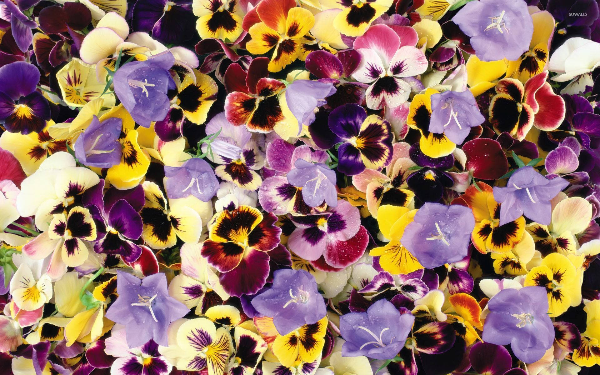 Pansy 桌布 壁紙 — 紫、黃、白色帶深色中心的三色堇和風鈴草密集排列的鮮豔特寫。