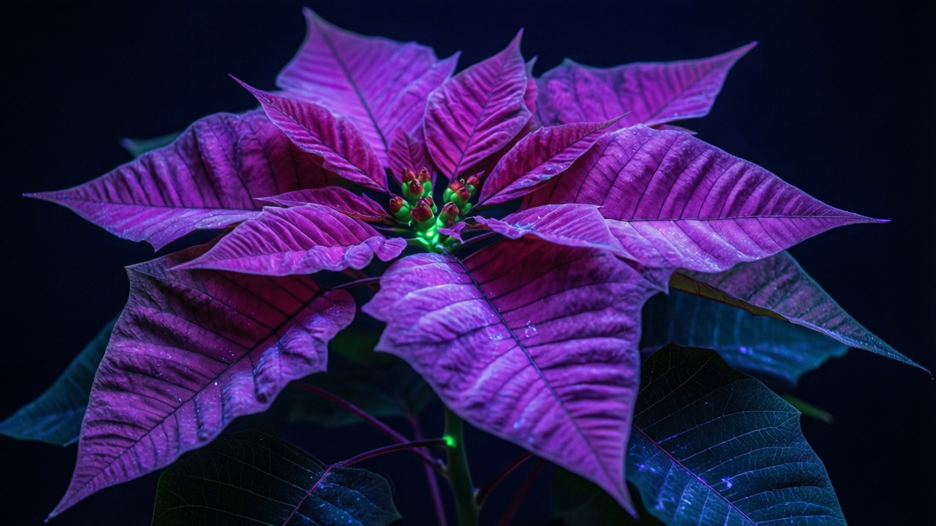 紫外光下的紫色聖誕紅 壁紙