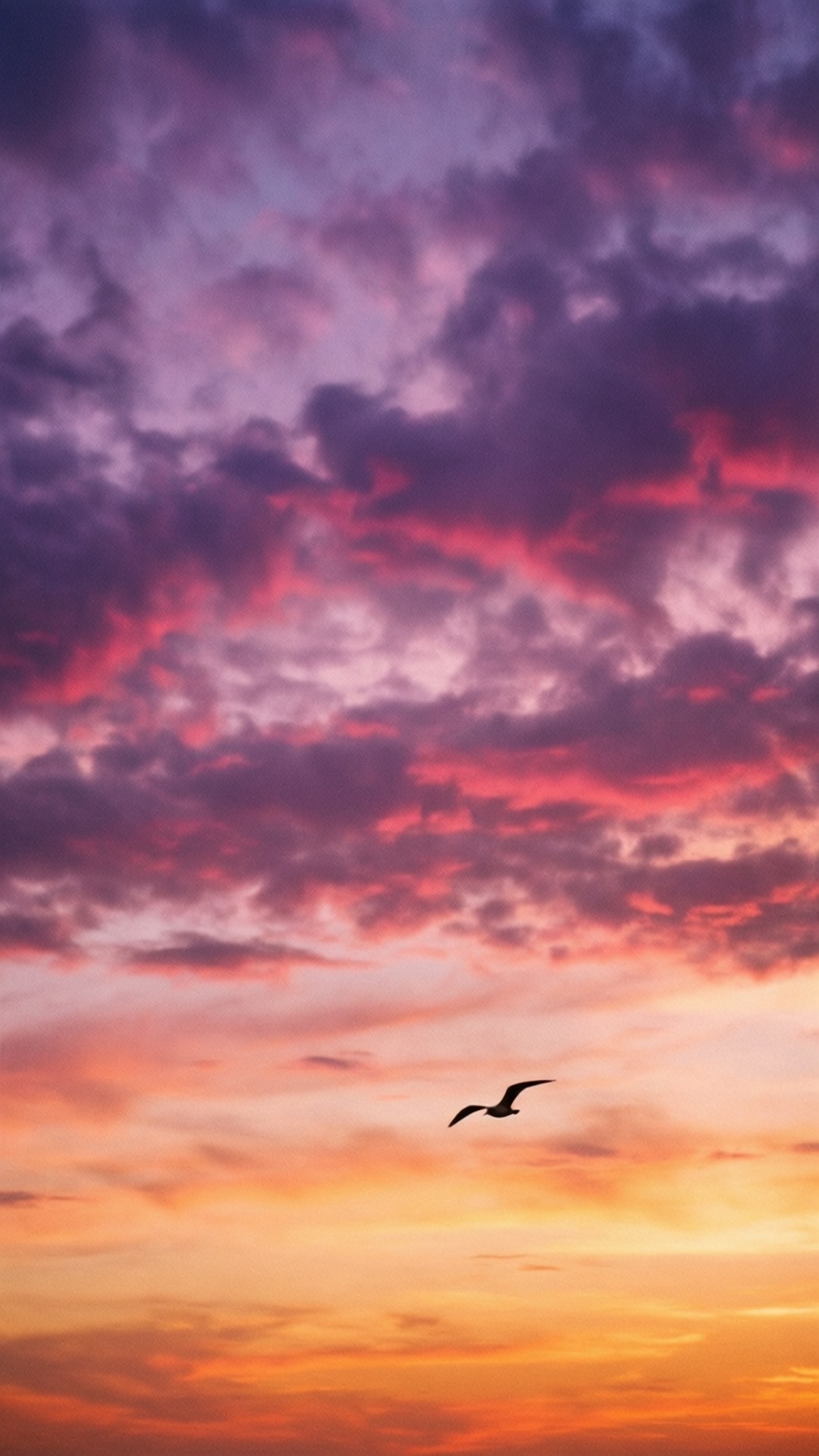 紫粉夕陽飛鳥 壁紙
