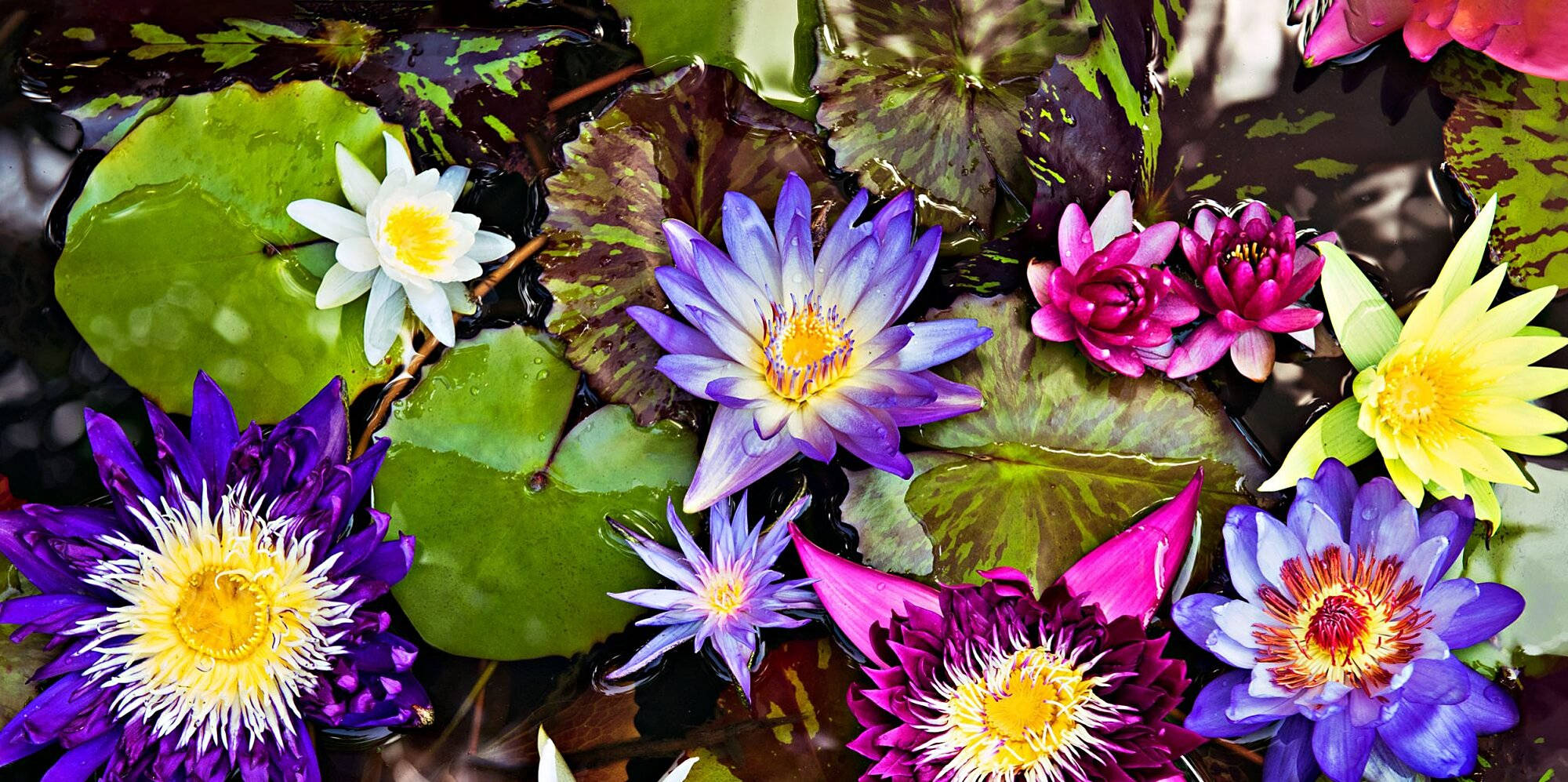 lily 桌布 壁紙 — 紫色、粉紅色、黃色和白色的鮮豔睡蓮在平靜的池塘水面上，在茂密的綠色睡蓮葉間盛開。