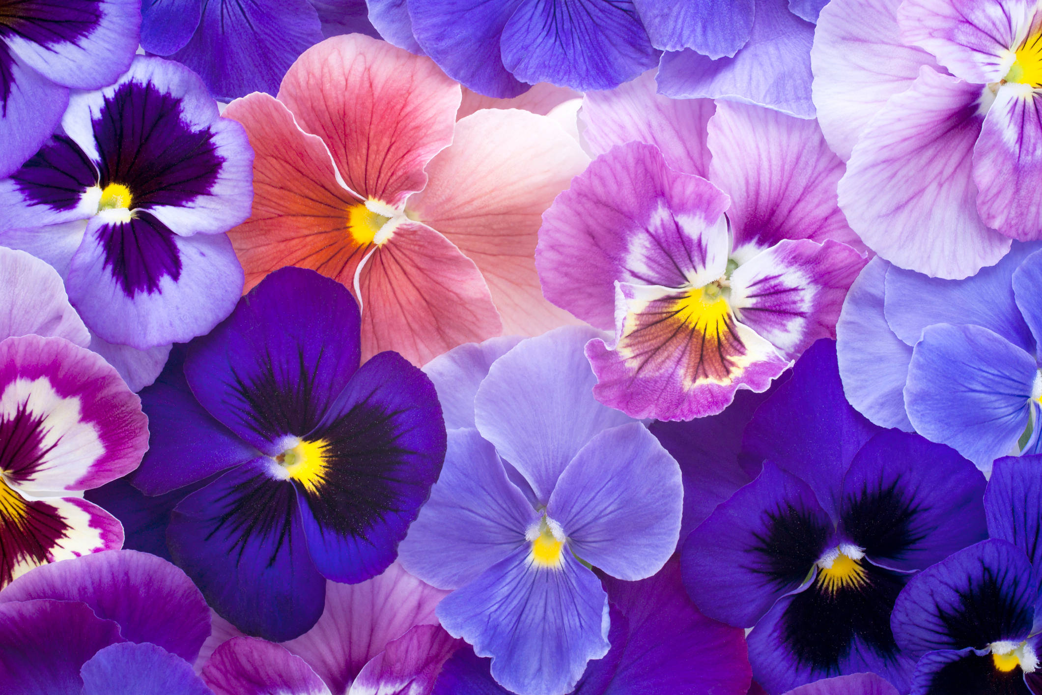 Violet 桌布 壁紙 — 紫色、粉紅色和黃色重疊三色堇的鮮豔特寫，帶有複雜的花瓣圖案。