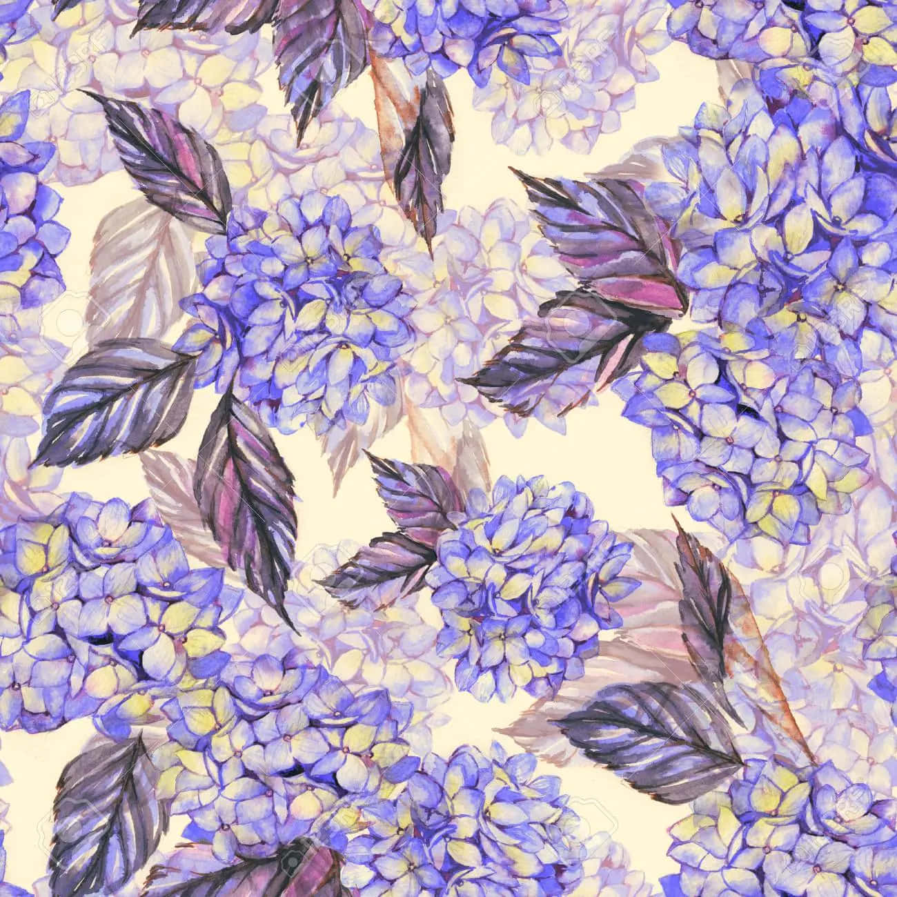 Violet 桌布 壁紙 — 紫色和黃色的鮮豔水彩繡球花在柔軟的奶油色背景上盛開，帶有深色葉子。